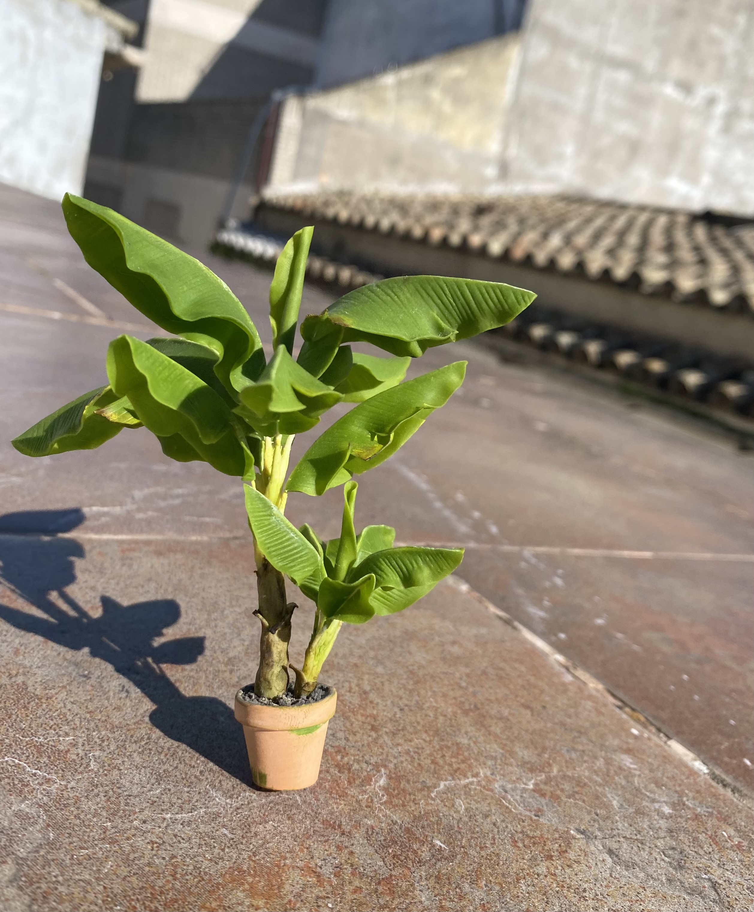 Banana tree - 2 plants in pot - TO ORDER