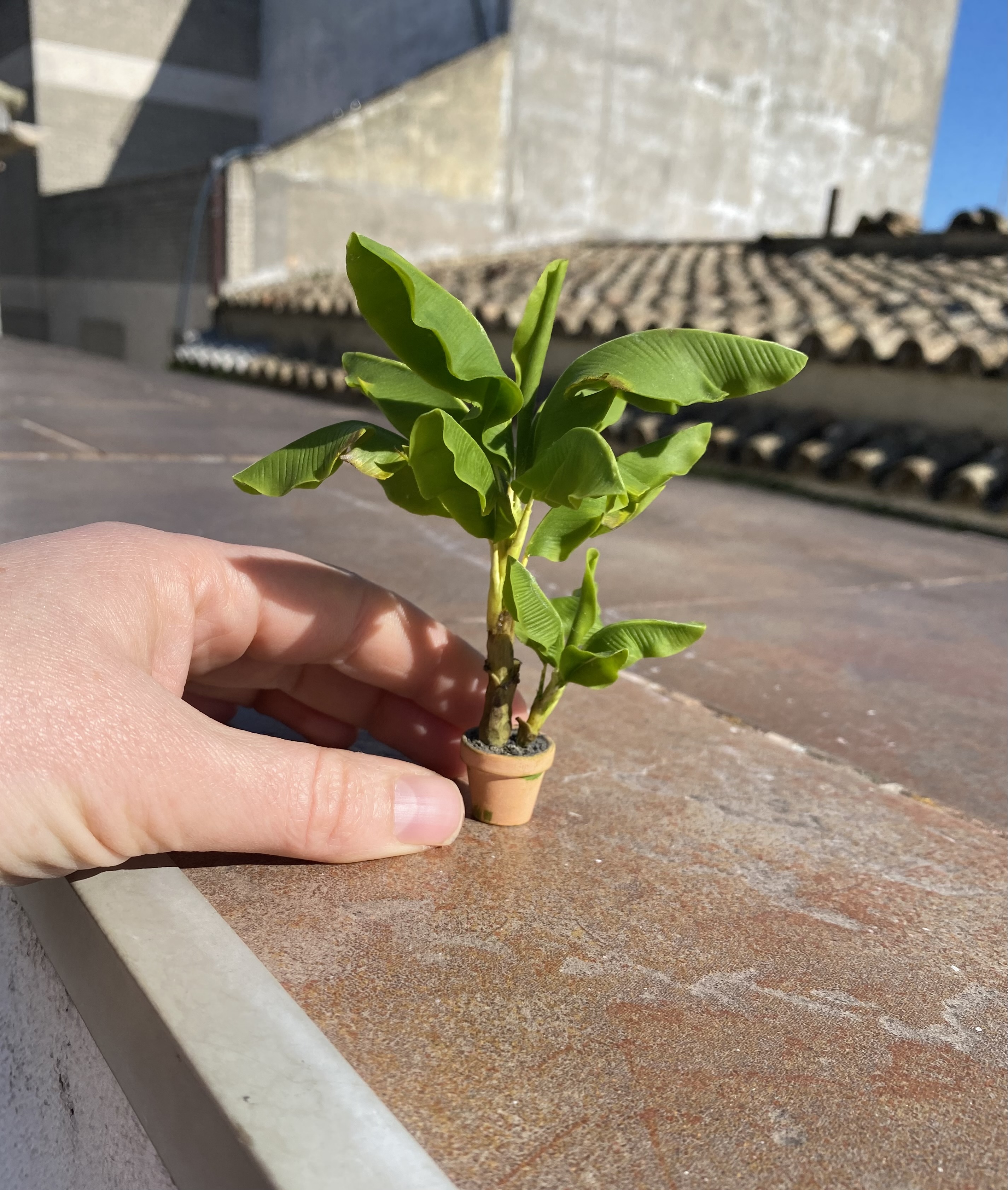 Banana tree - 2 plants in pot - TO ORDER