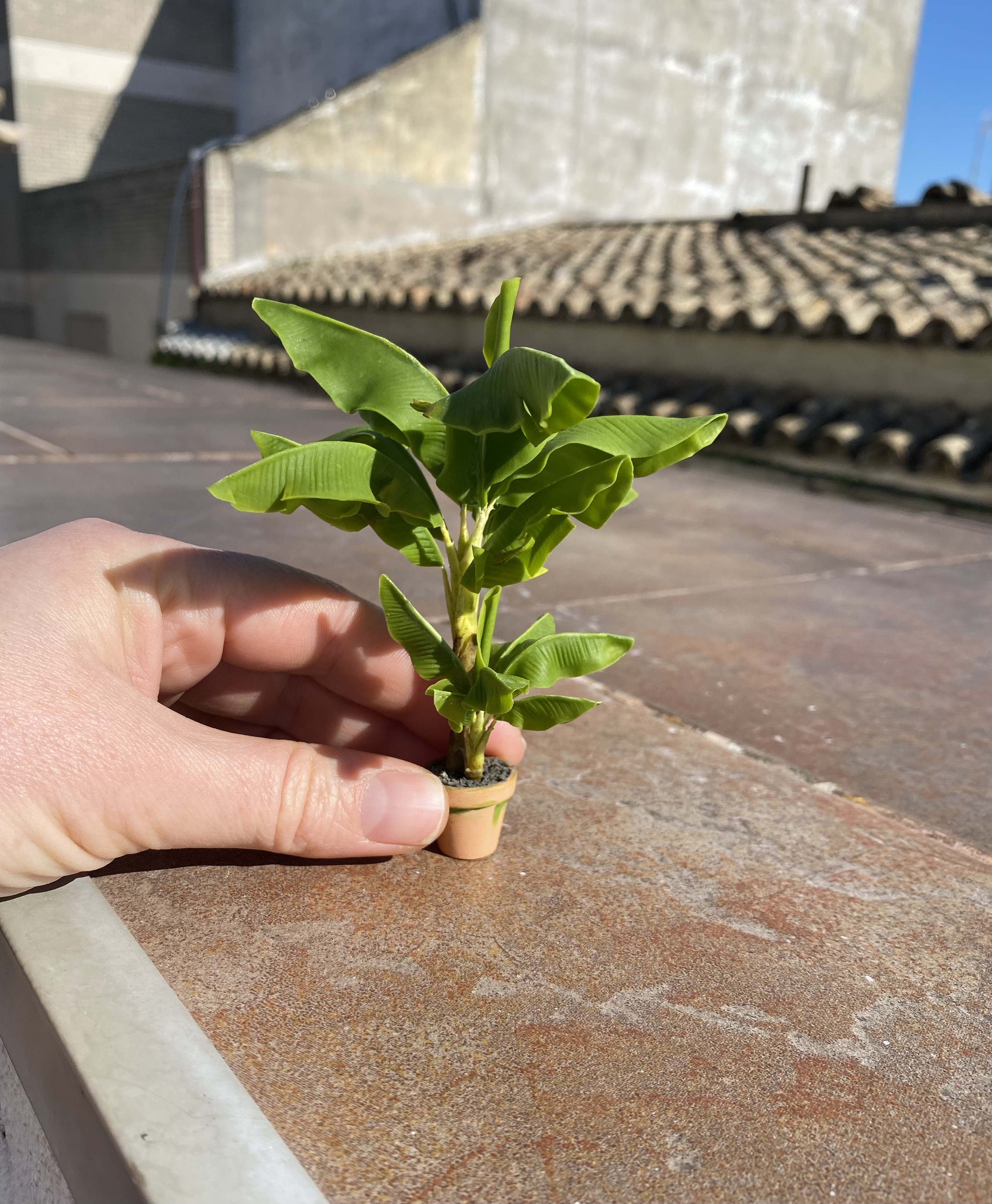 Banana tree - 2 plants in pot - TO ORDER