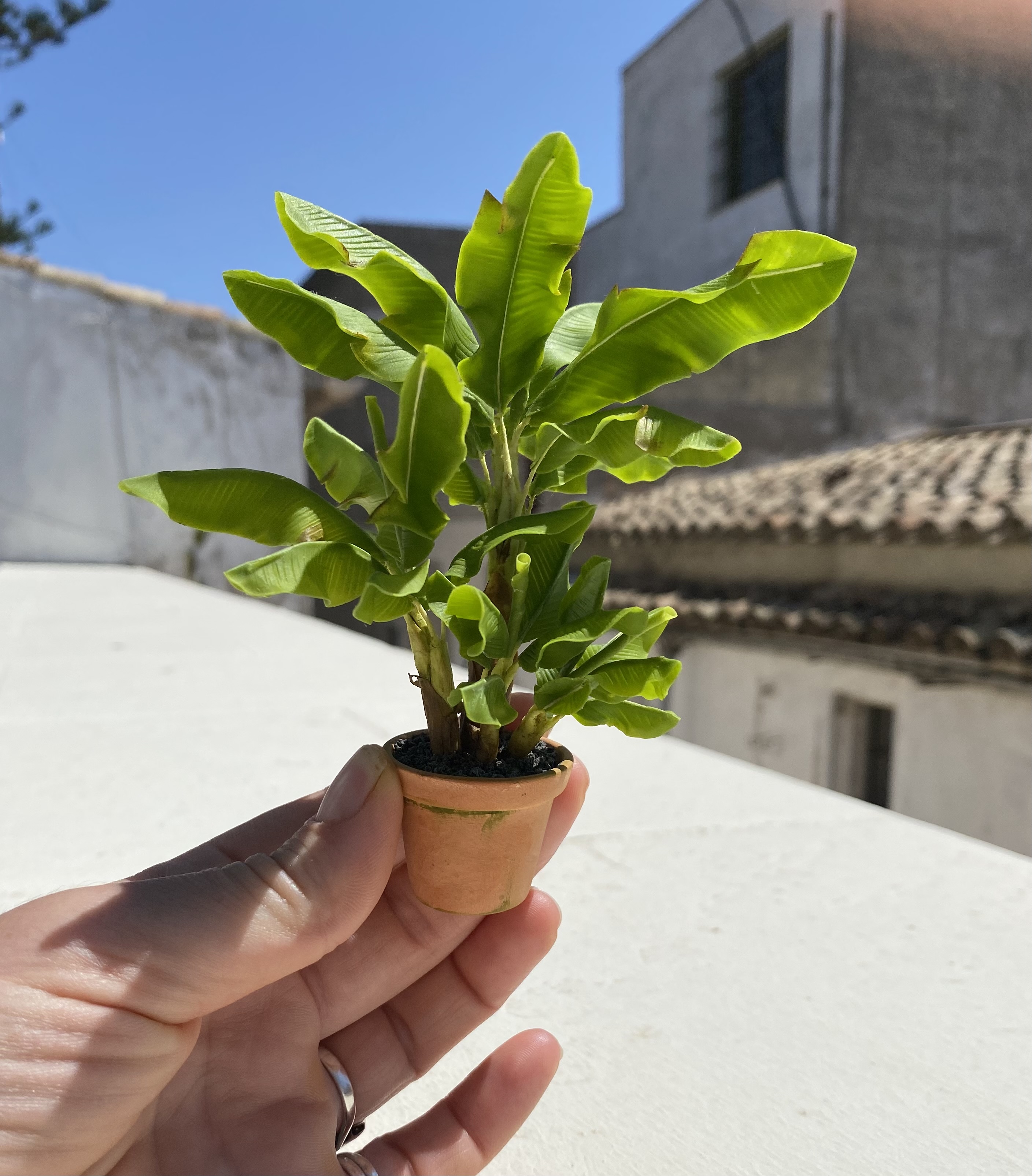 Banana tree, 4 plants in pot, Scale 1/12, TO ORDER