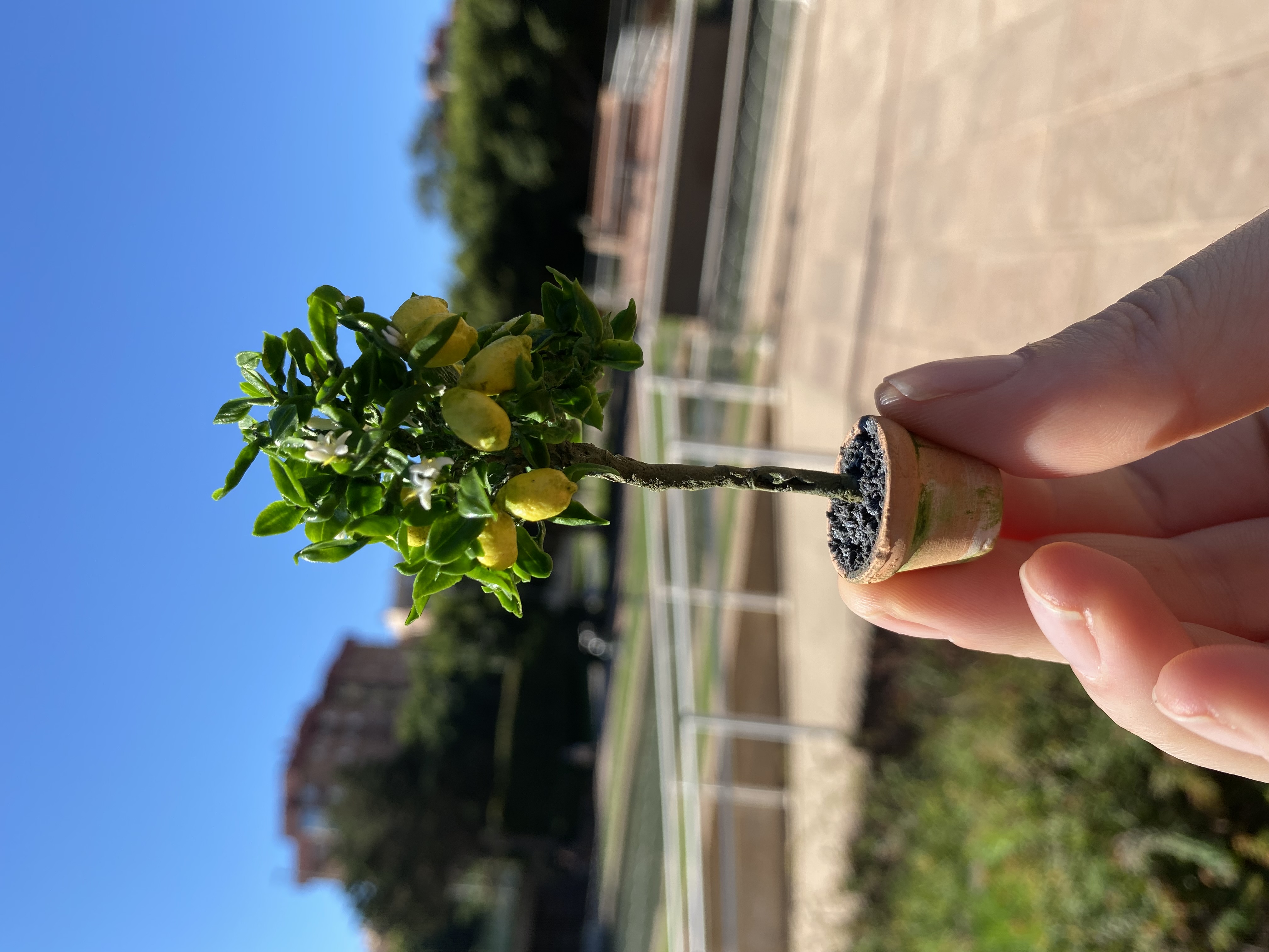 Lemon tree in pot - TO ORDER