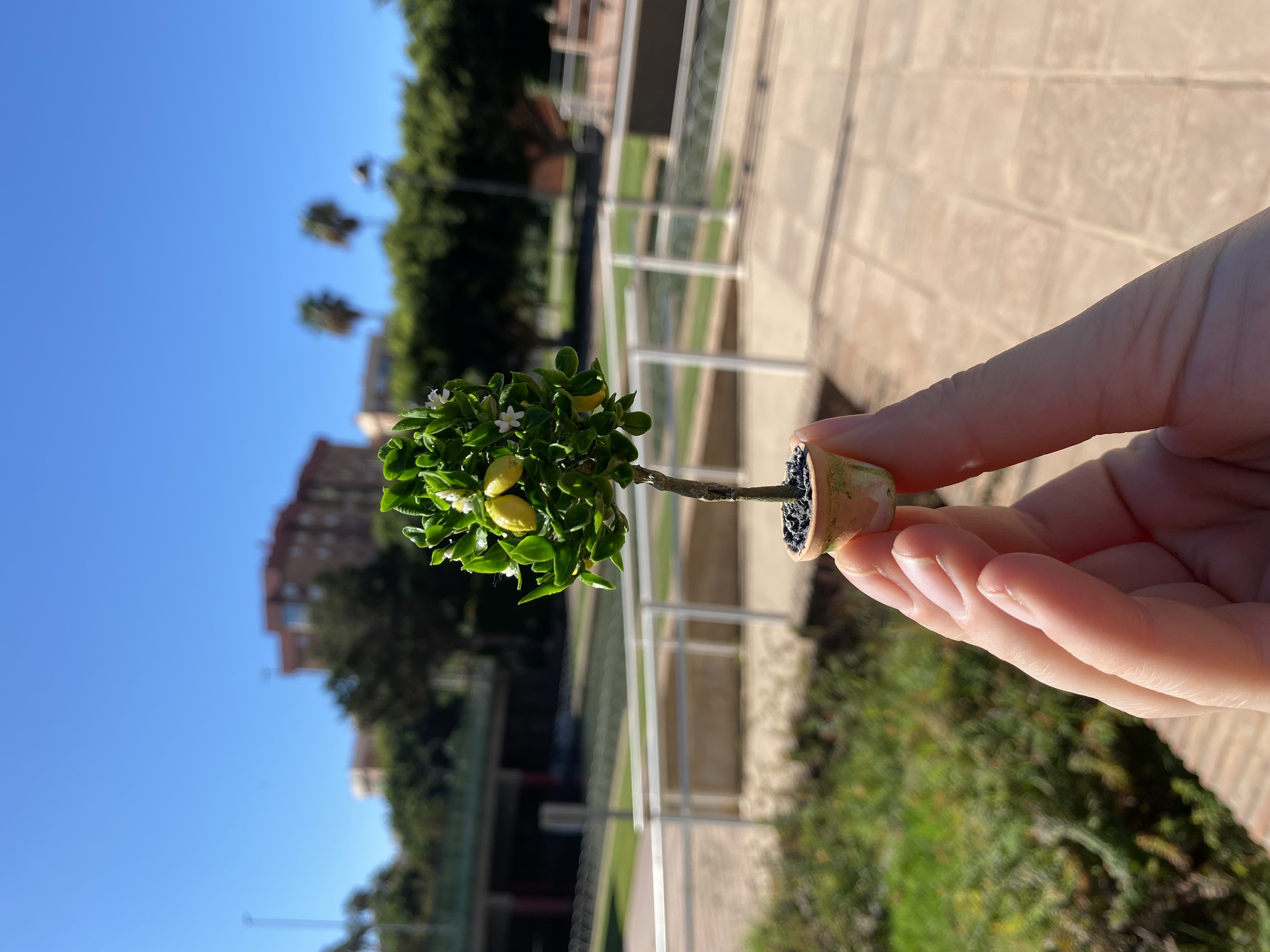 Lemon tree in pot - TO ORDER