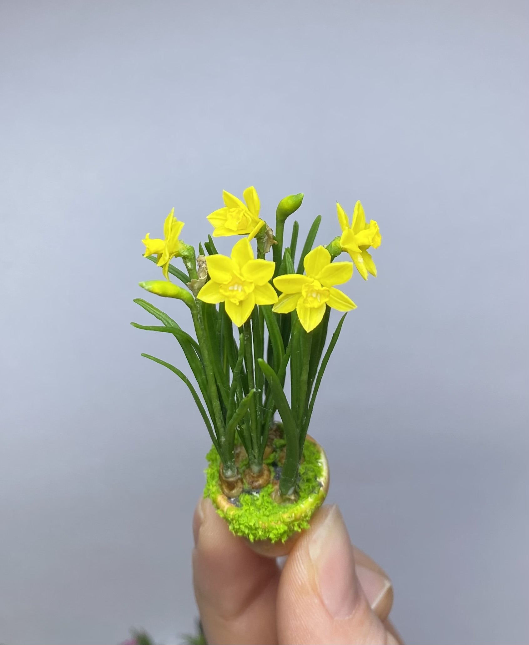 Daffodils in pot - TO ORDER