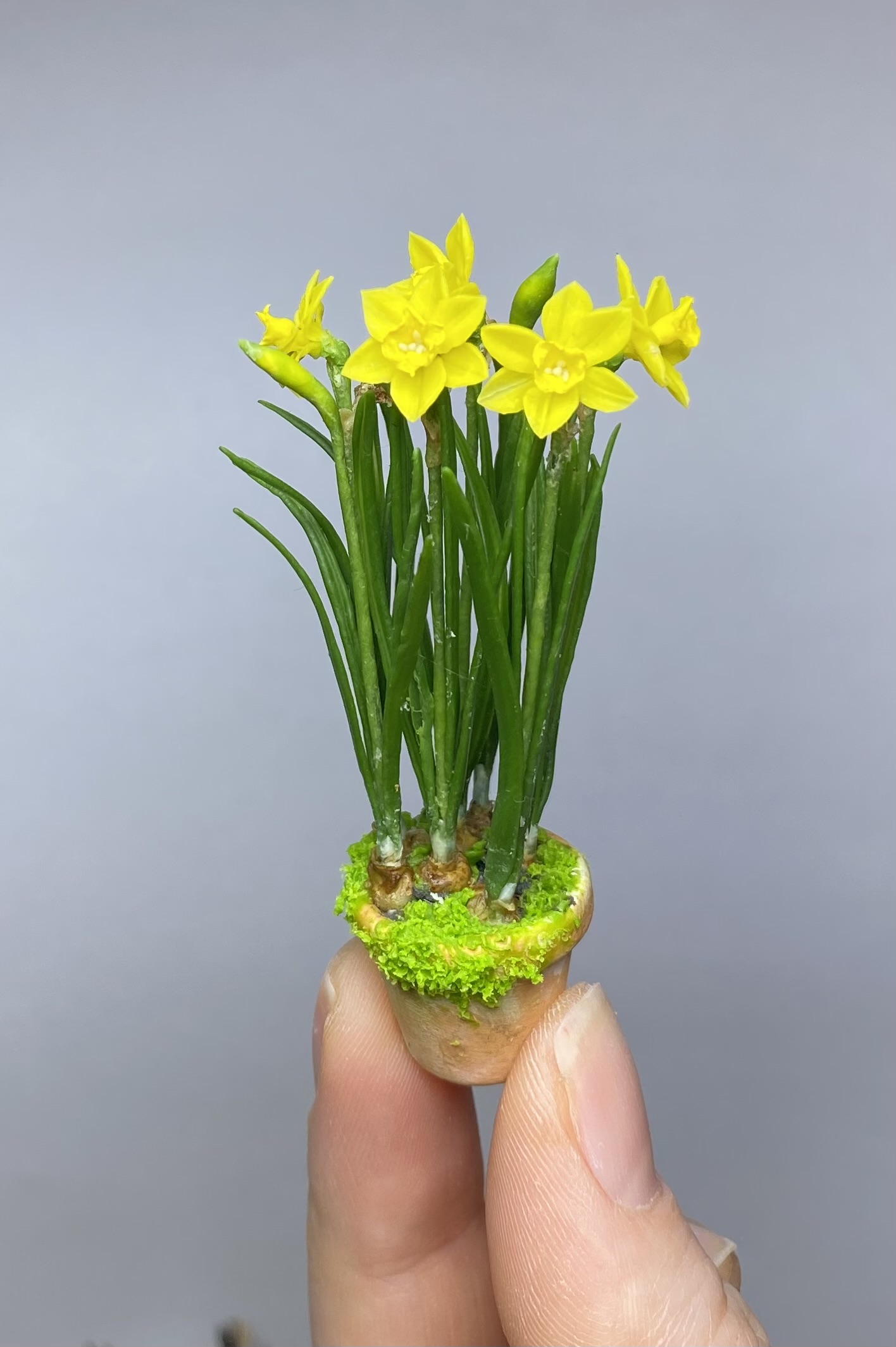 Daffodils in pot - TO ORDER