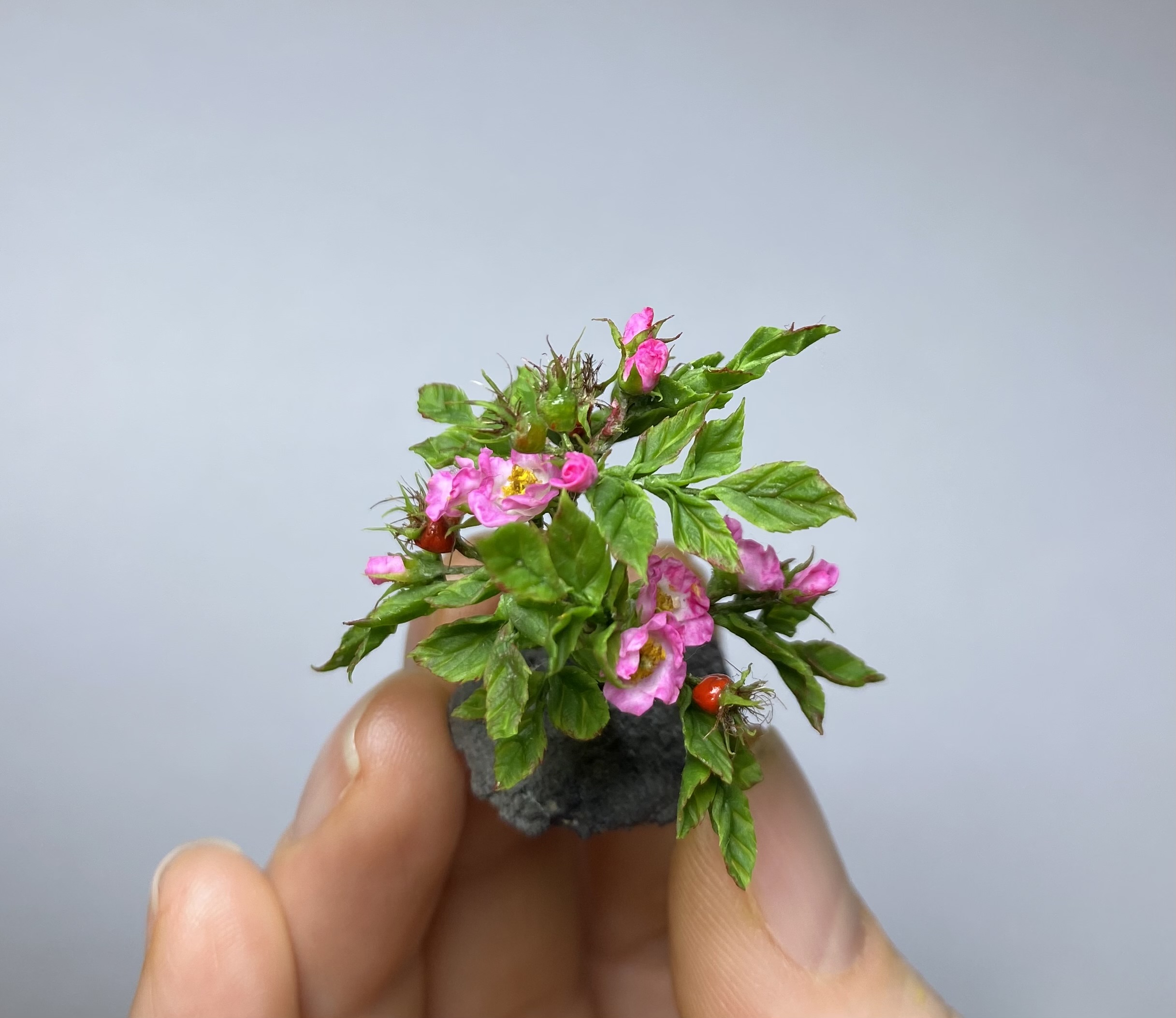  Dogrose for garden - TO ORDER