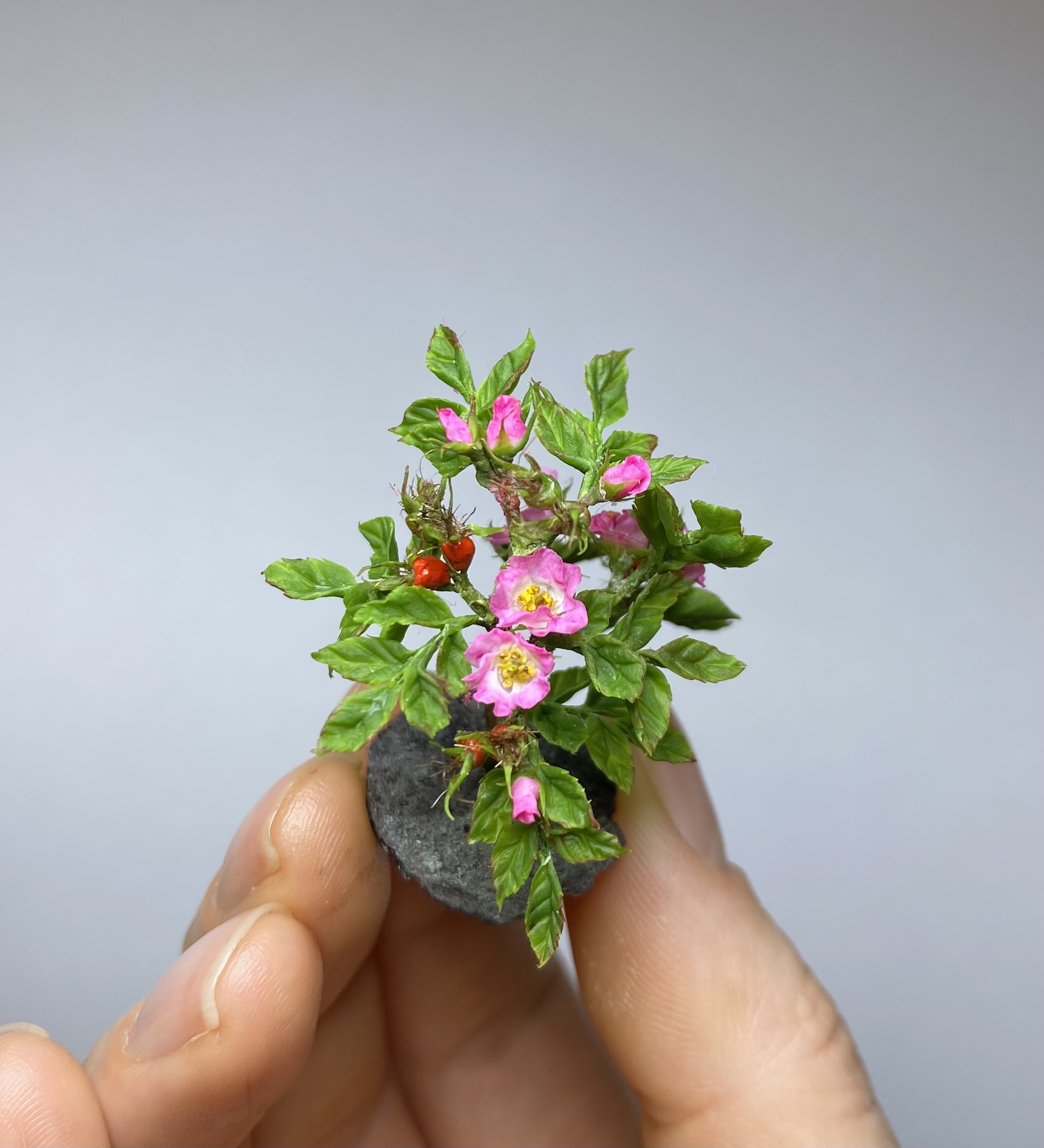  Dogrose for garden - TO ORDER