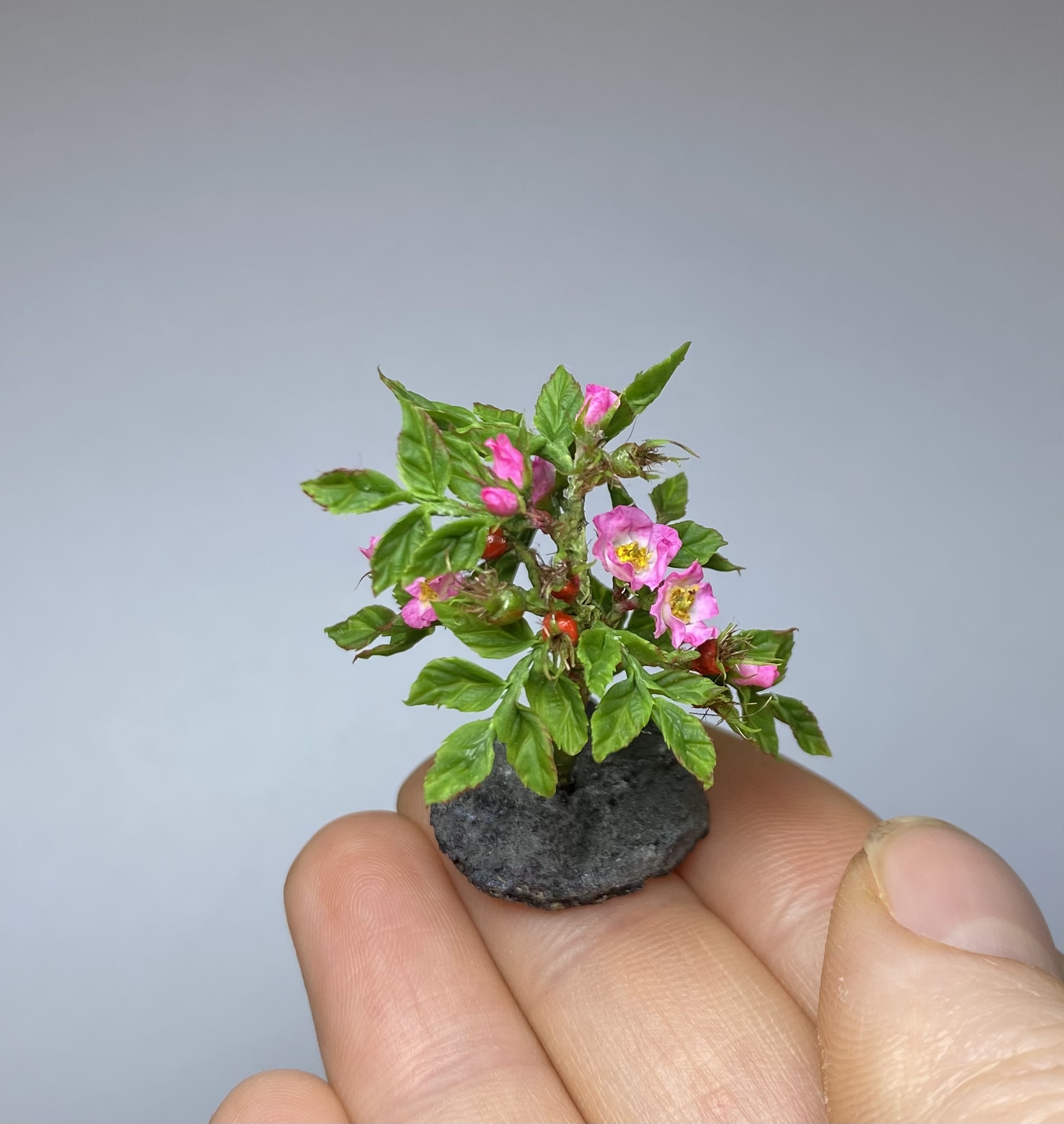  Dogrose for garden - TO ORDER