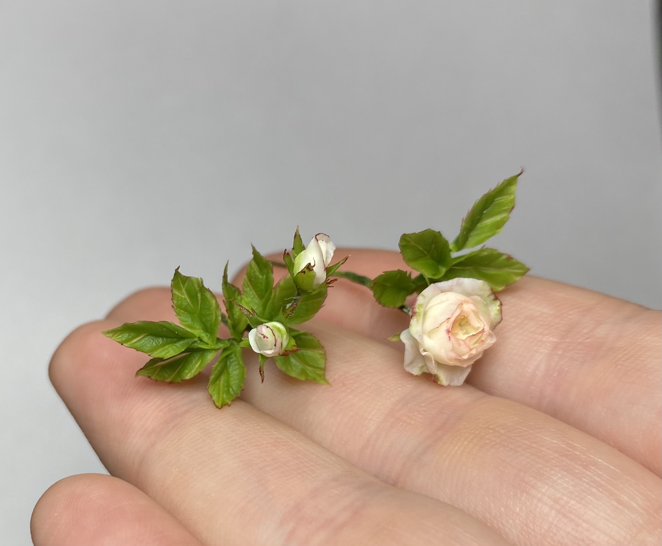 Rosa, Scale 1/12 - TO ORDER