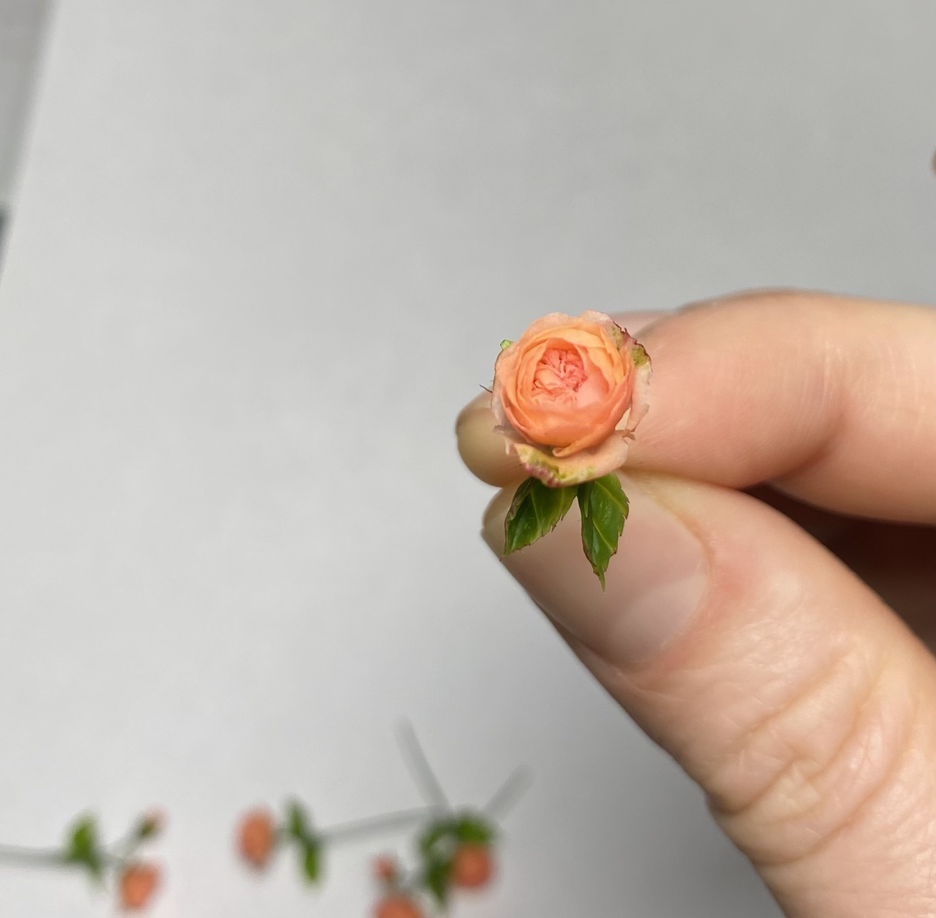 Rosa, Scale 1/12 - TO ORDER