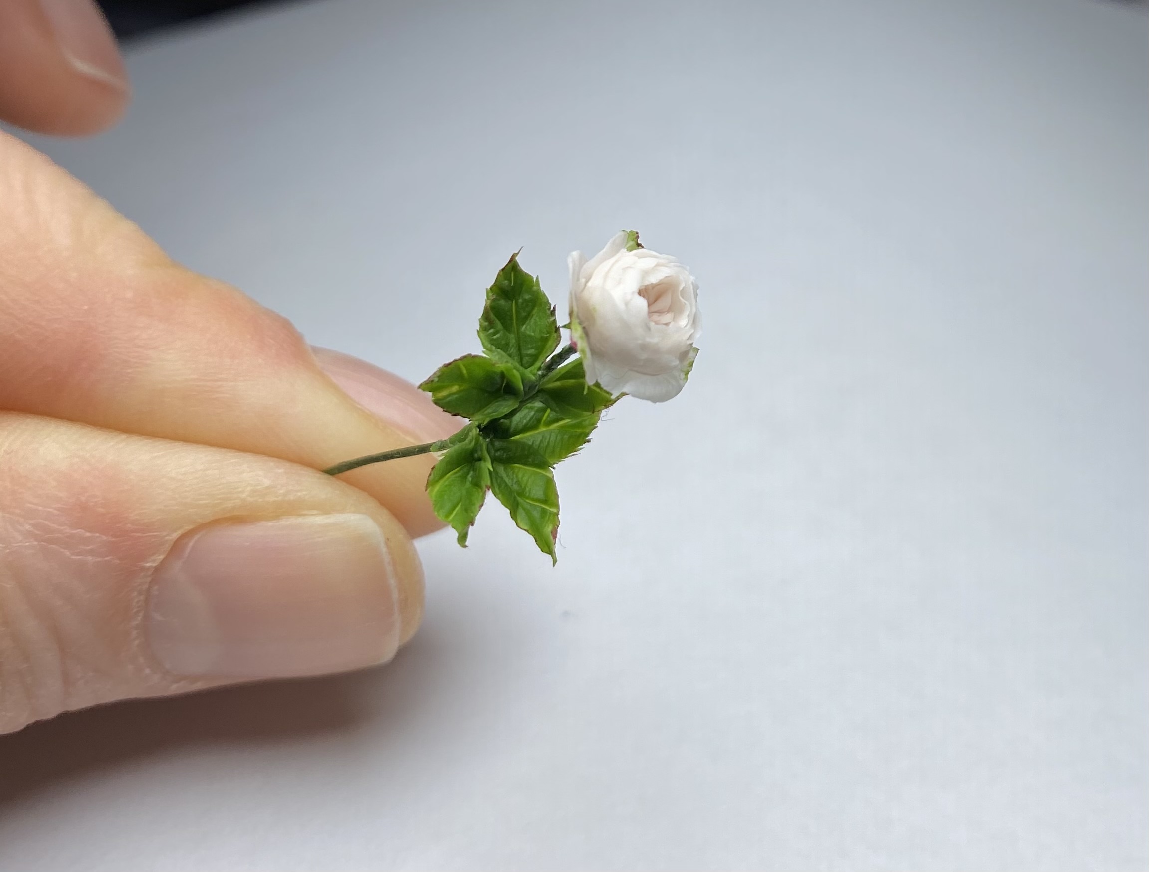 White english rosa, Scale 1/12 - TO ORDER