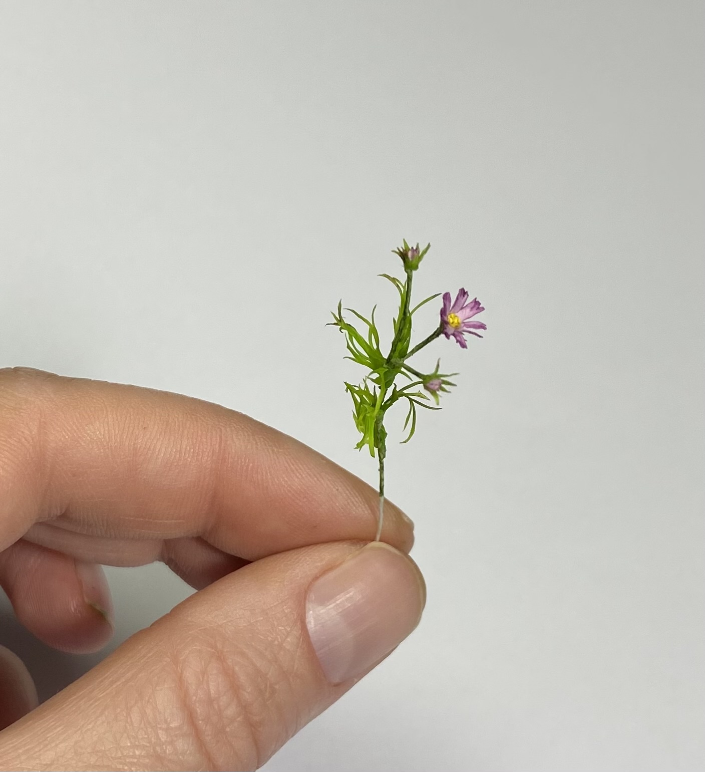 Dollhouse Cosmea, Scale 1/12 - TO ORDER