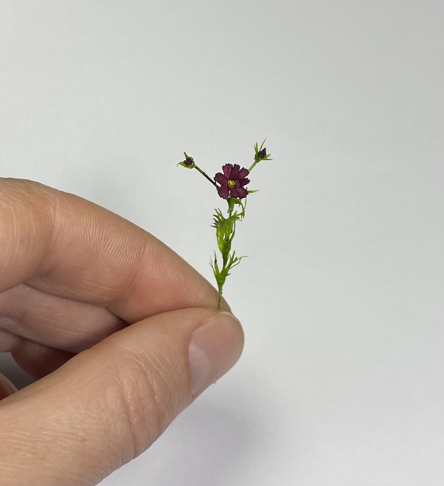 Dollhouse Cosmea, Scale 1/12 - TO ORDER