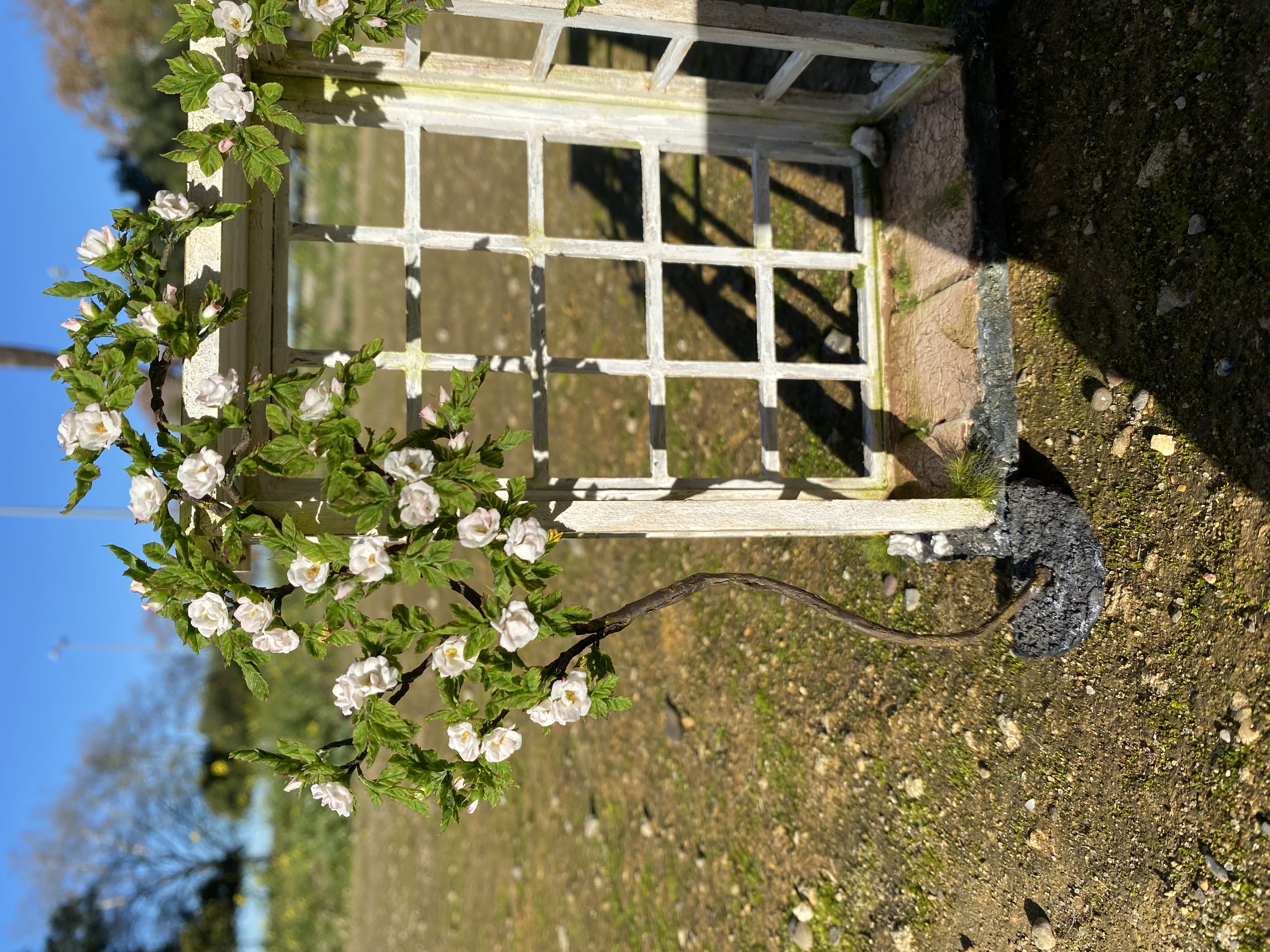White climbing rose for garden, Scale 1/12 - TO ORDER