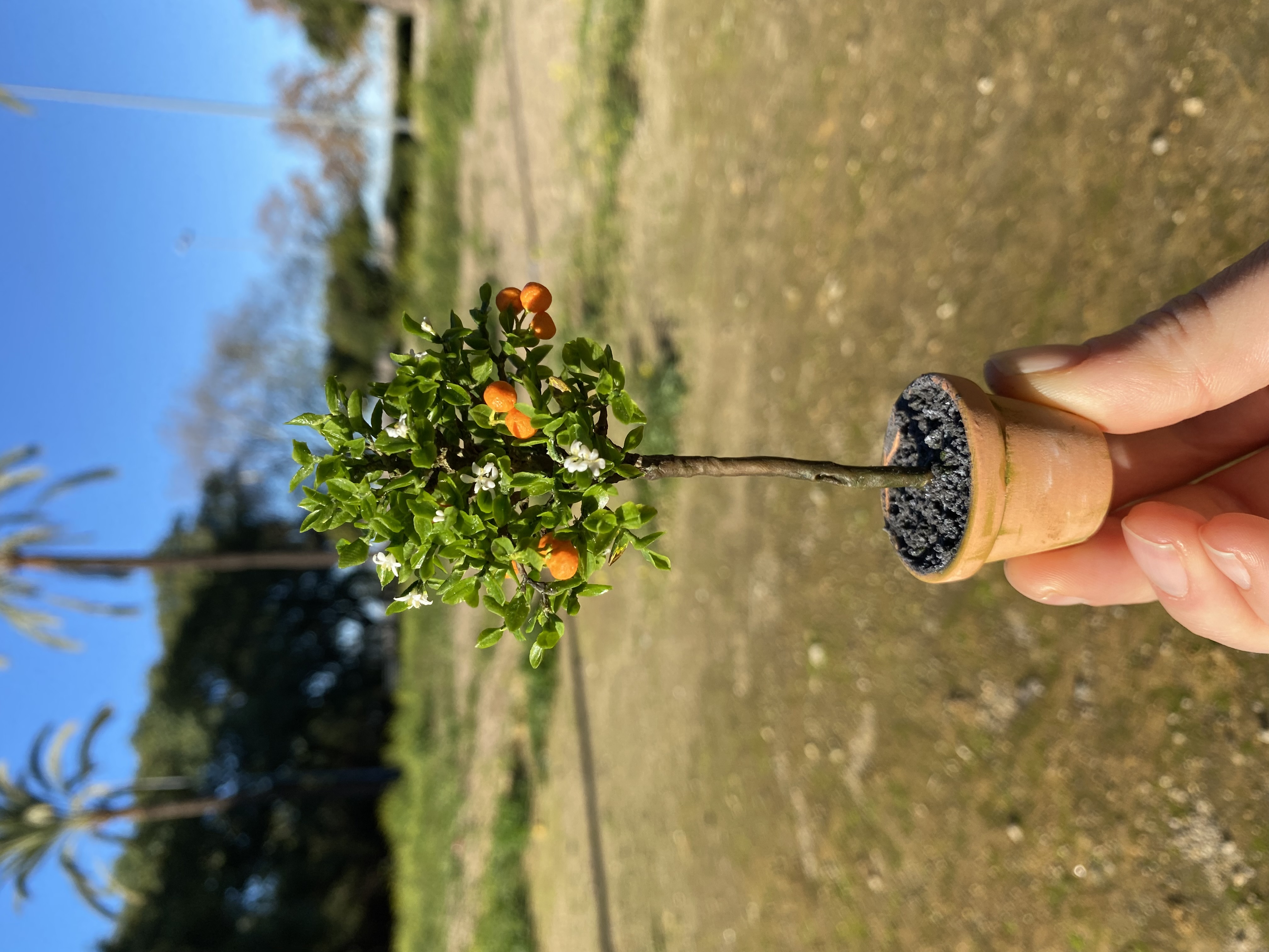 Mandarina tree in pot, Scale 1/12- TO ORDER