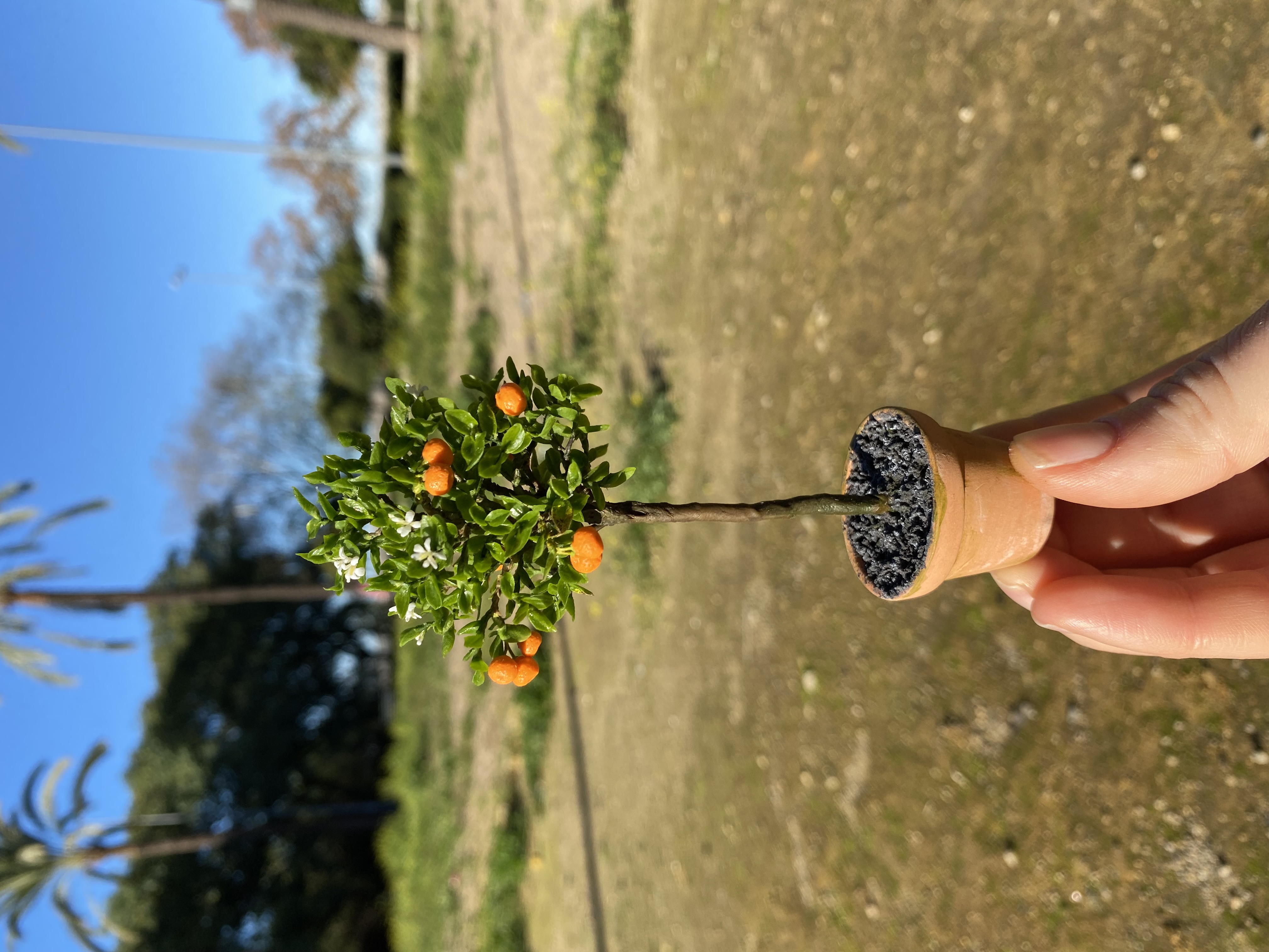 Mandarina tree in pot, Scale 1/12- TO ORDER