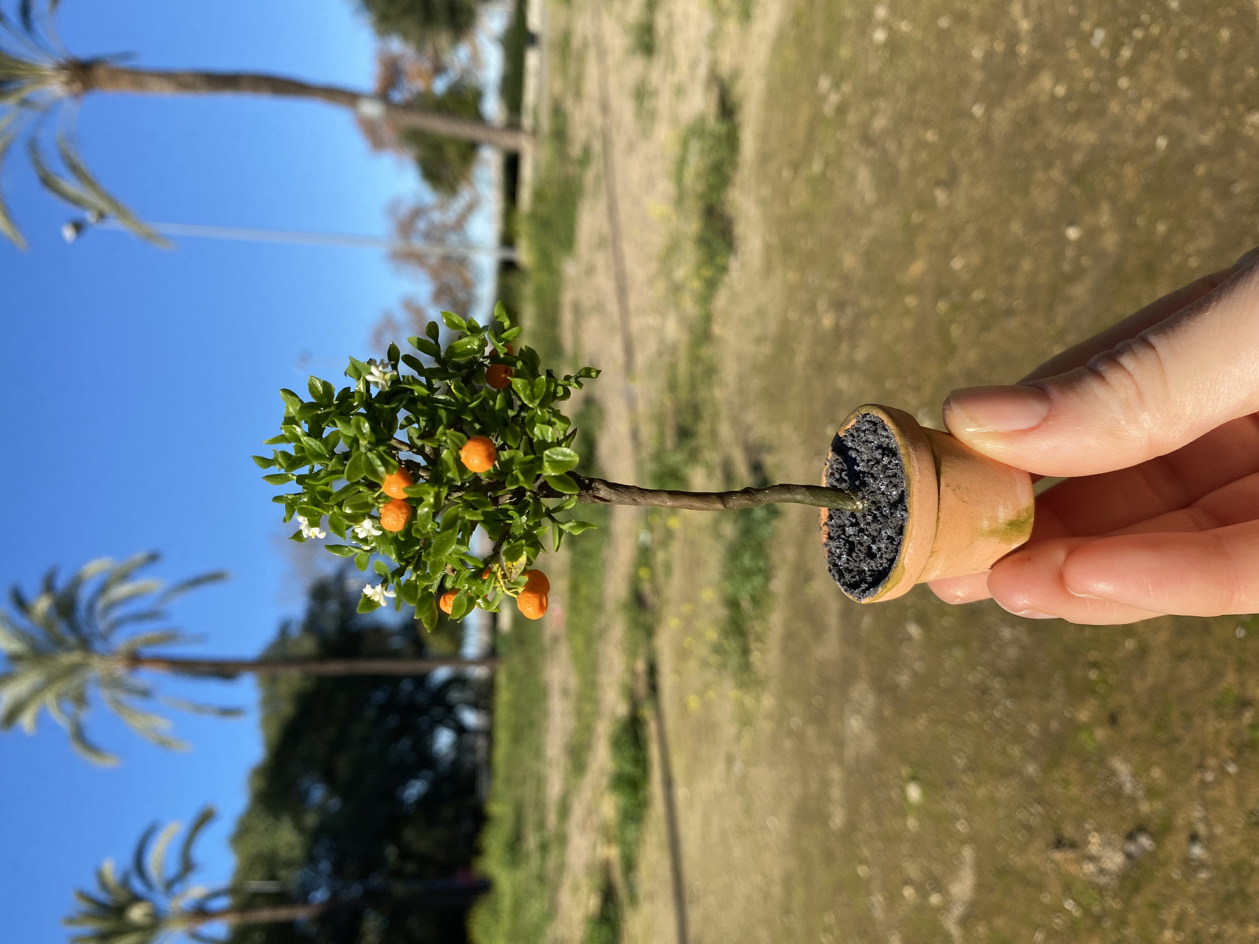 Mandarina tree in pot, Scale 1/12- TO ORDER