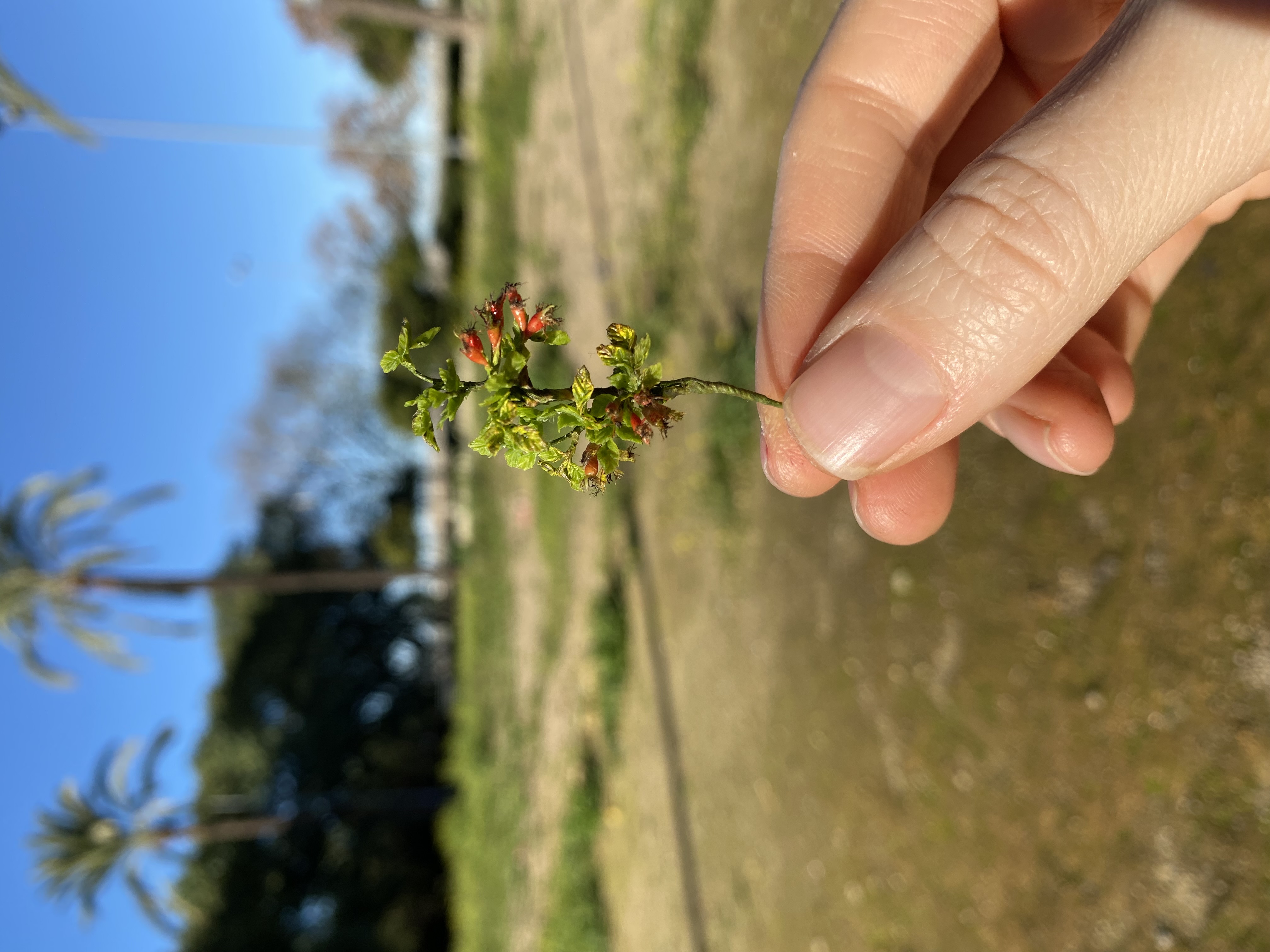Dollhouse rosehip branch, Scale 1/12 - TO ORDER