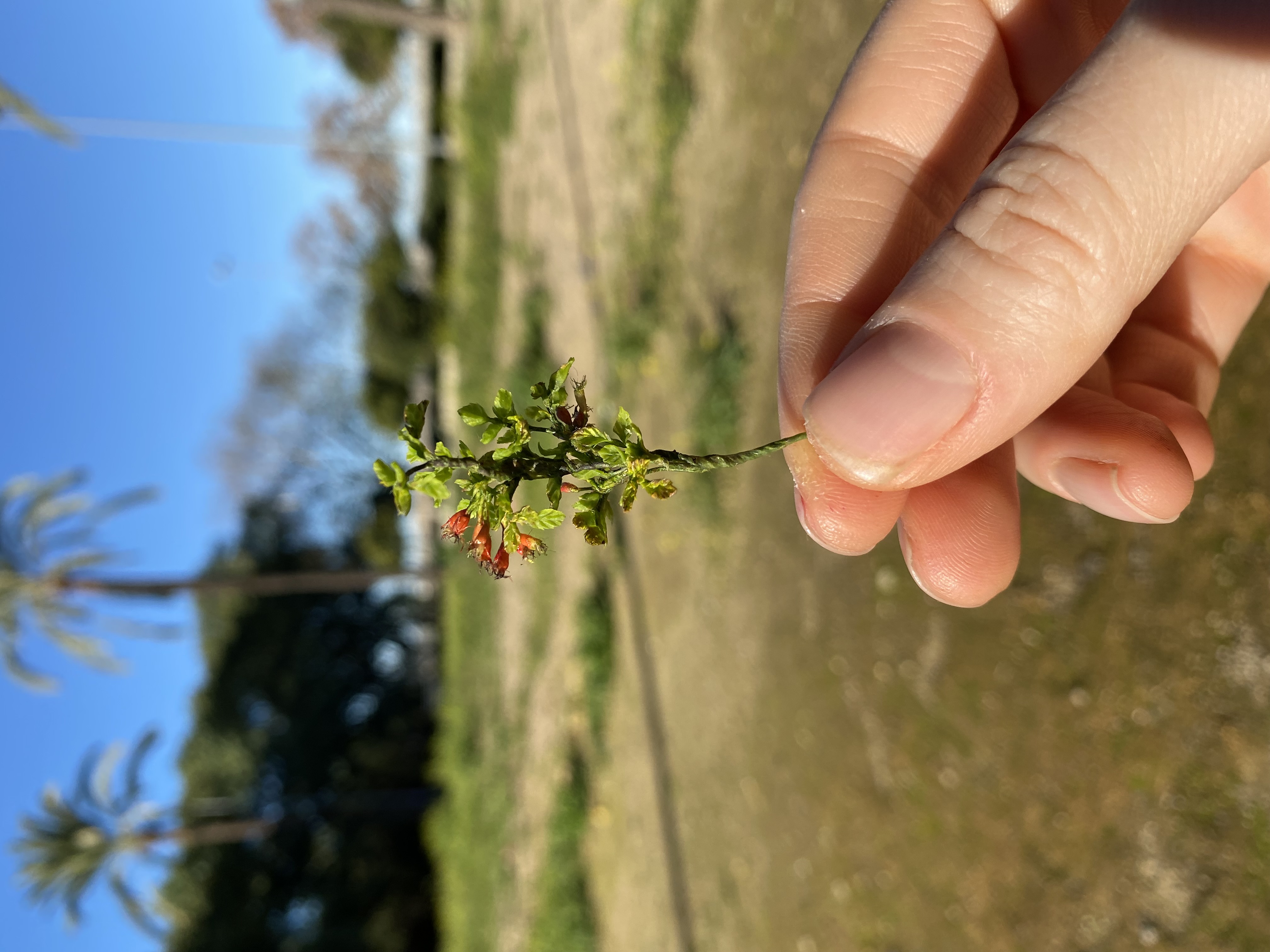 Dollhouse rosehip branch, Scale 1/12 - TO ORDER