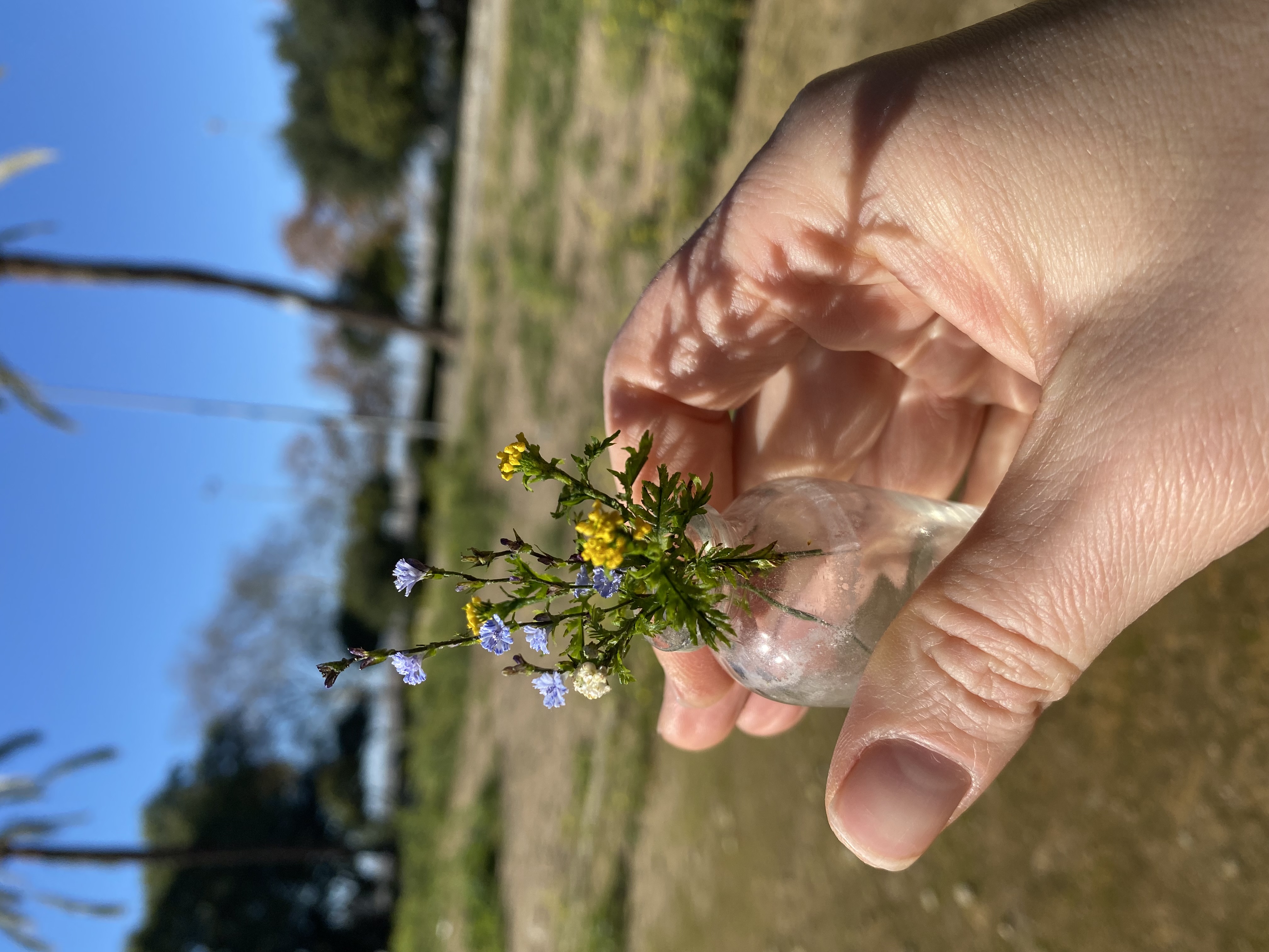 Dollhouse Achillea, Scale 1/12 - TO ORDER