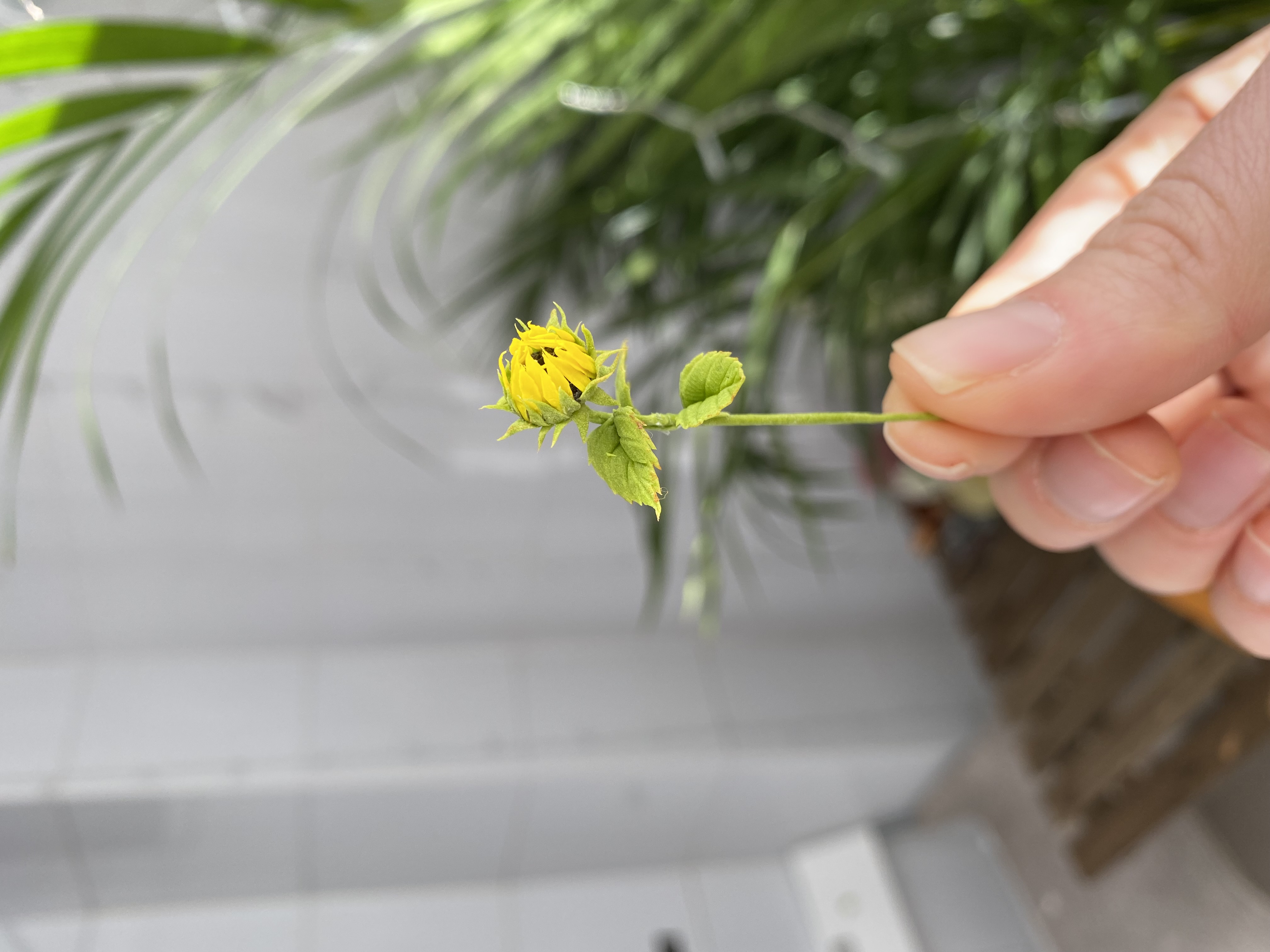 Dollhouse sunflower, Scale 1/12, TO ORDER