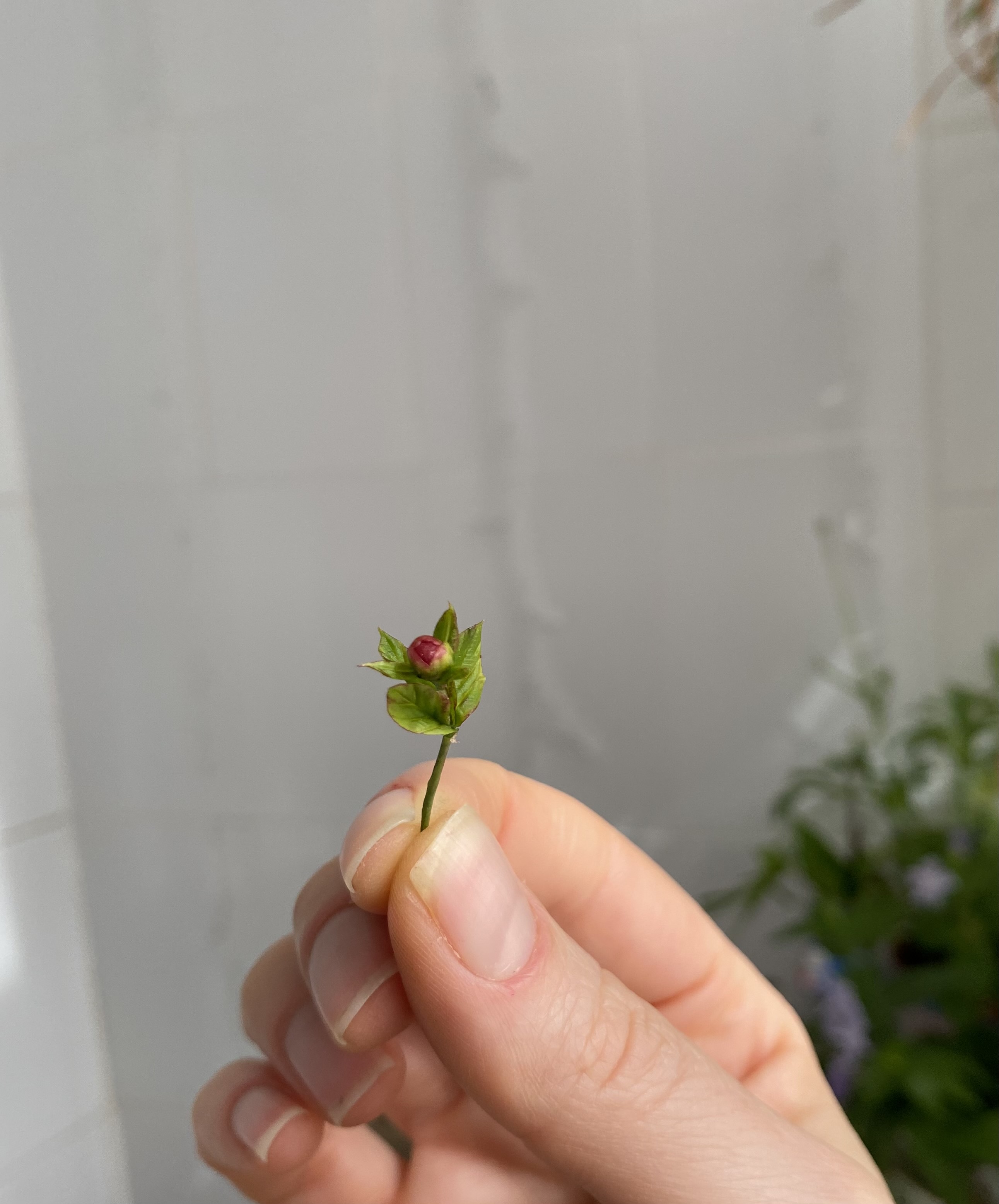 Dollhouse  burgundy peony, Scale 1/12, TO ORDER