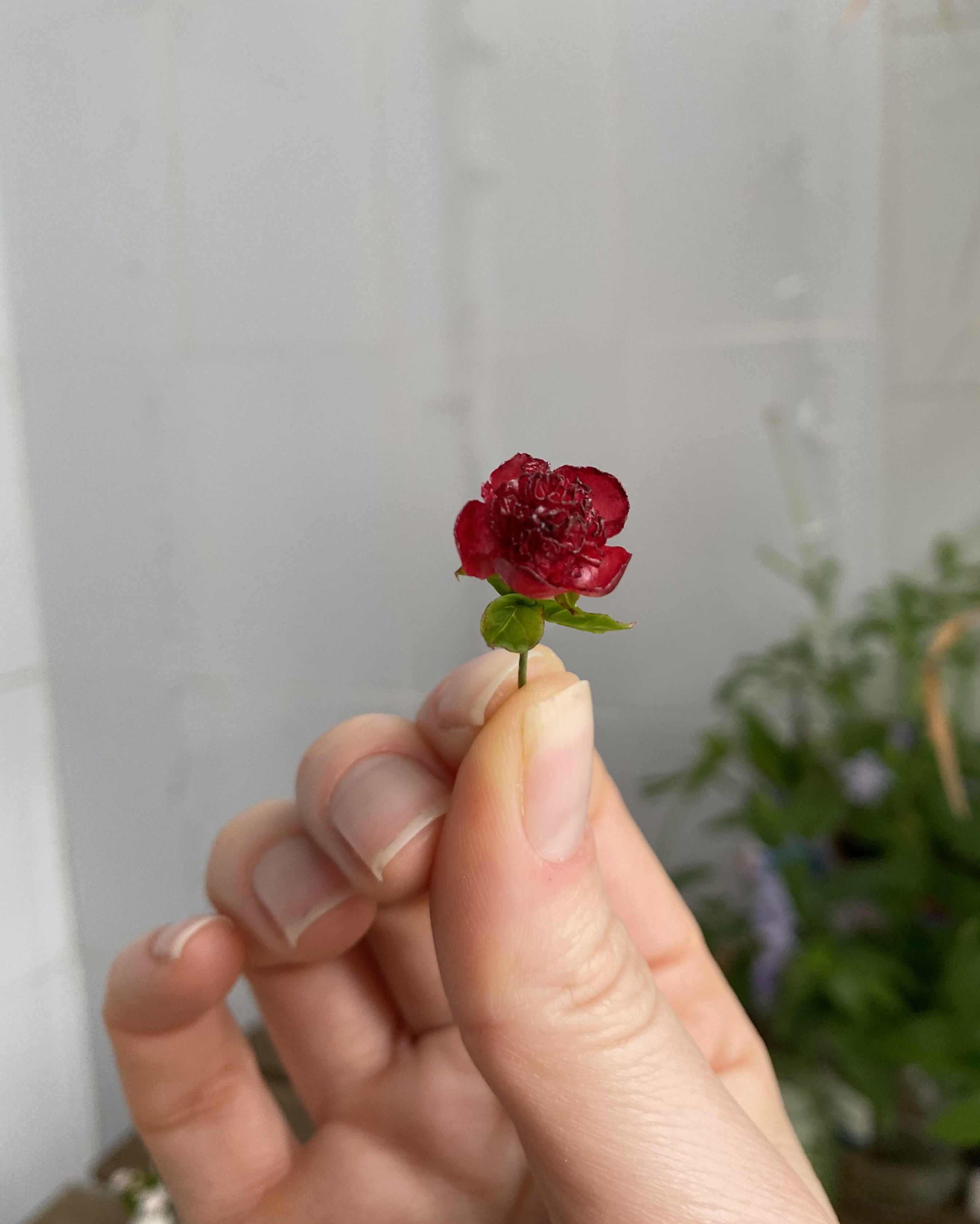 Dollhouse  burgundy peony, Scale 1/12, TO ORDER