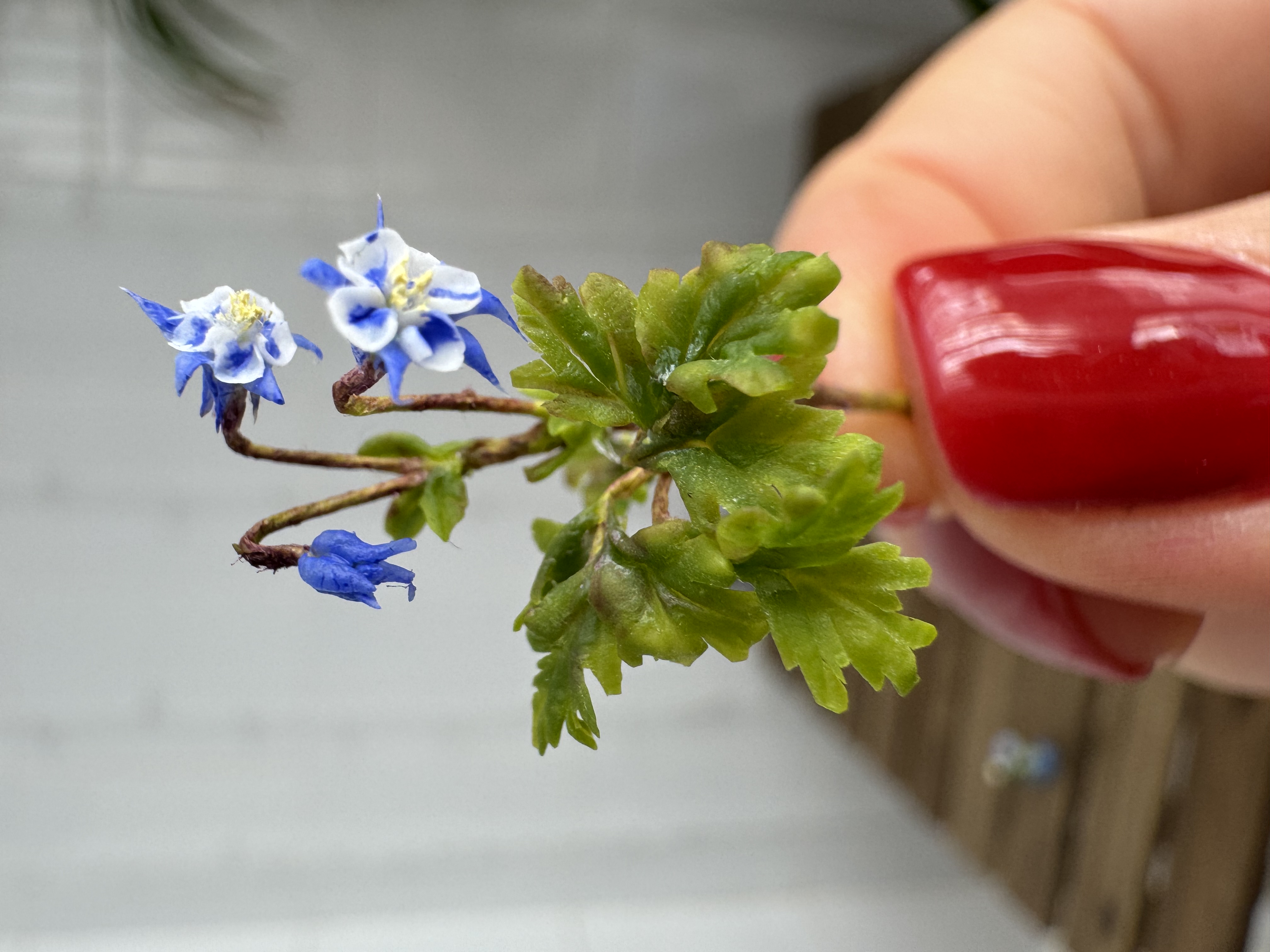 Dollhouse Aquilegia, Columbines, Scale 1/12 - TO ORDER
