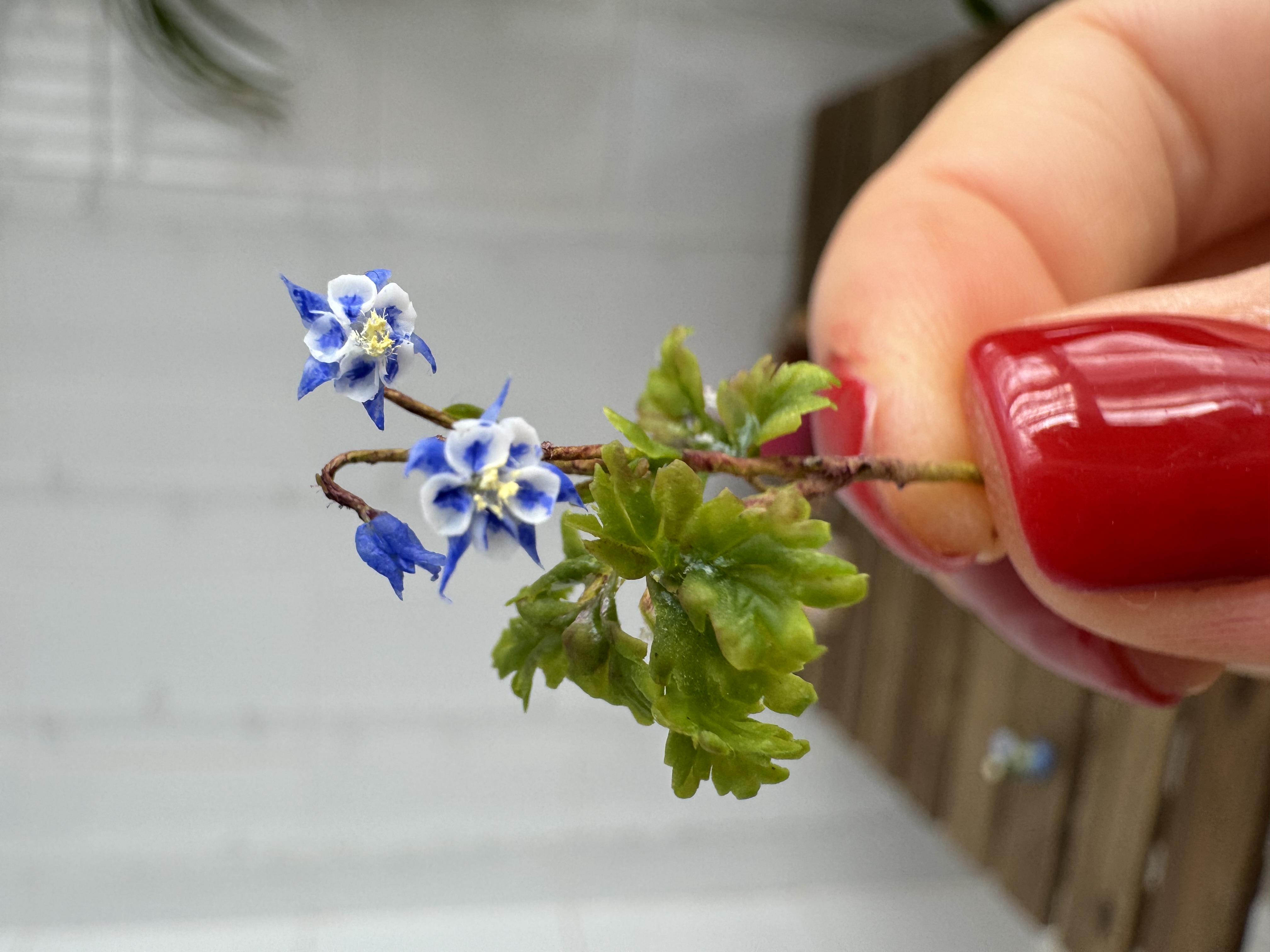 Dollhouse Aquilegia, Columbines, Scale 1/12 - TO ORDER