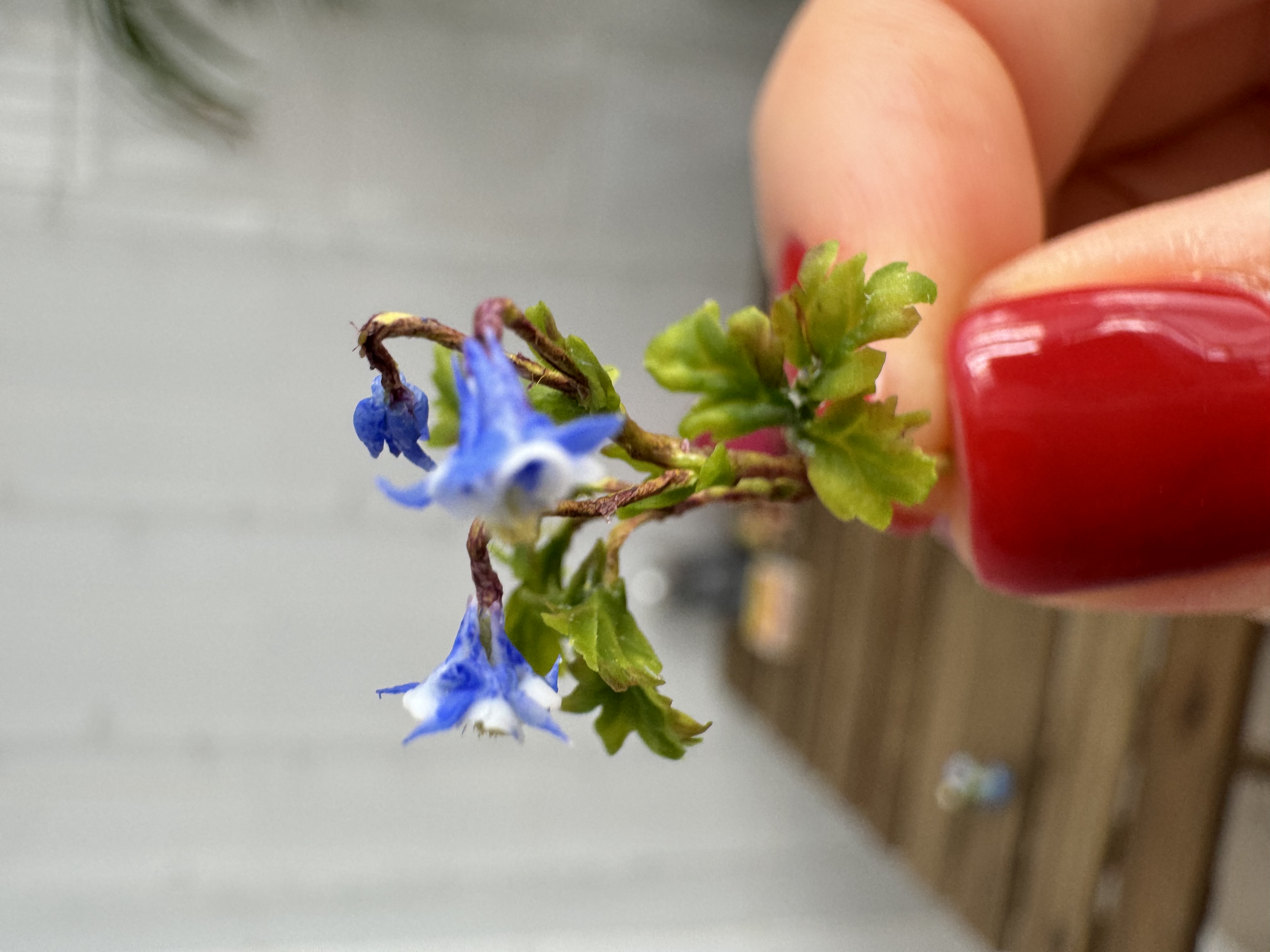 Dollhouse Aquilegia, Columbines, Scale 1/12 - TO ORDER