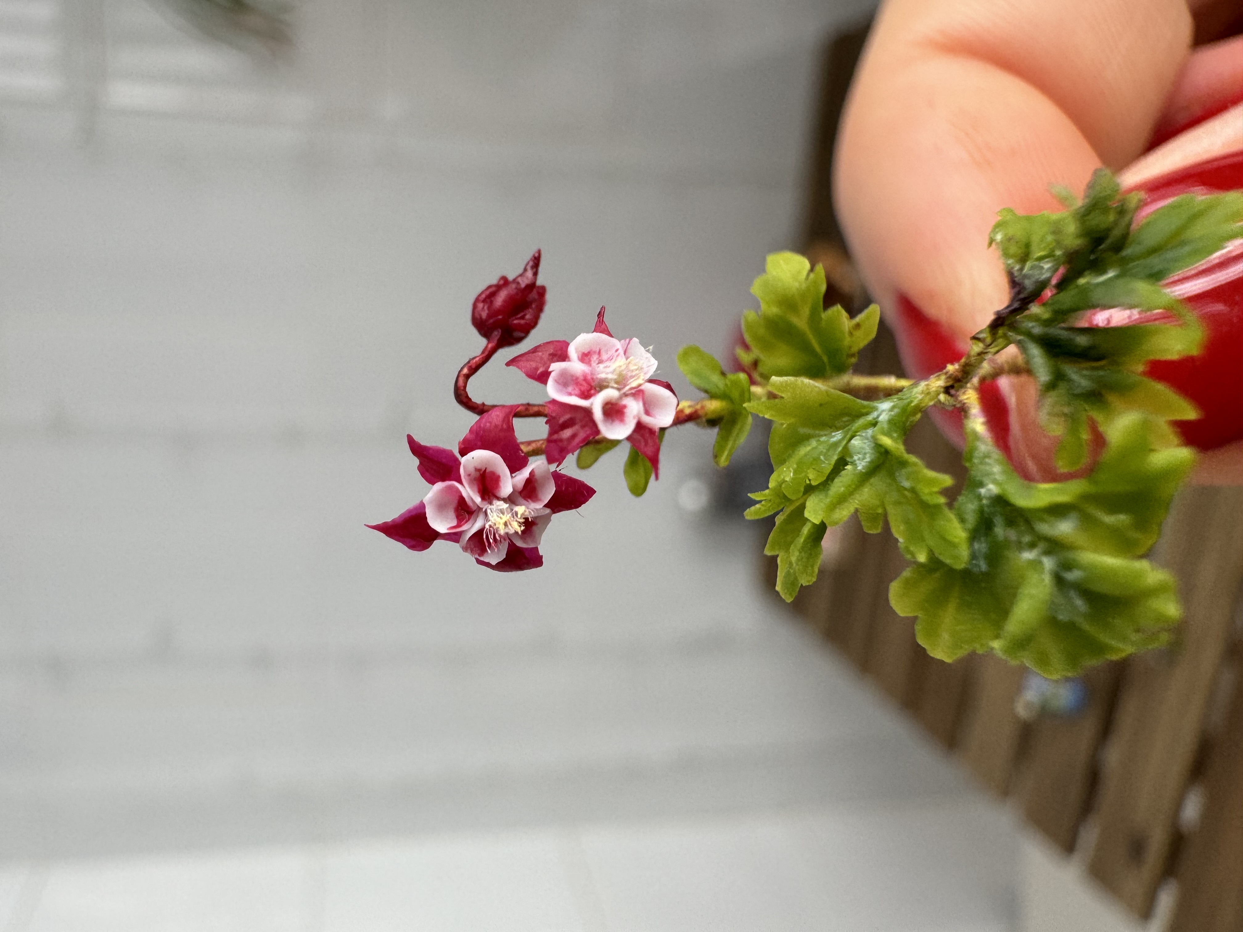Dollhouse Aquilegia, Columbines, Scale 1/12 - TO ORDER