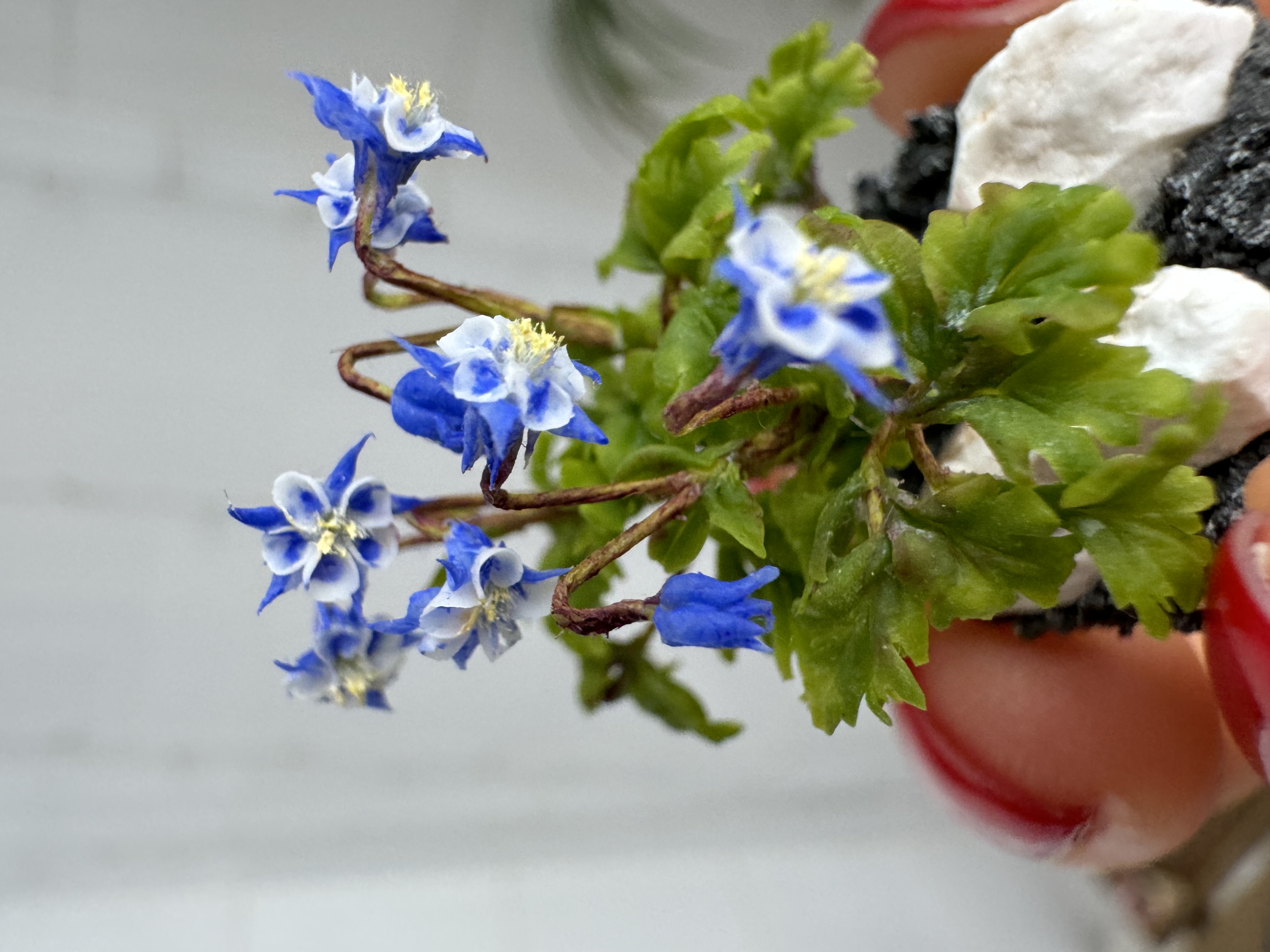 Dollhouse Columbines for garden, Scale 1/12 - TO ORDER