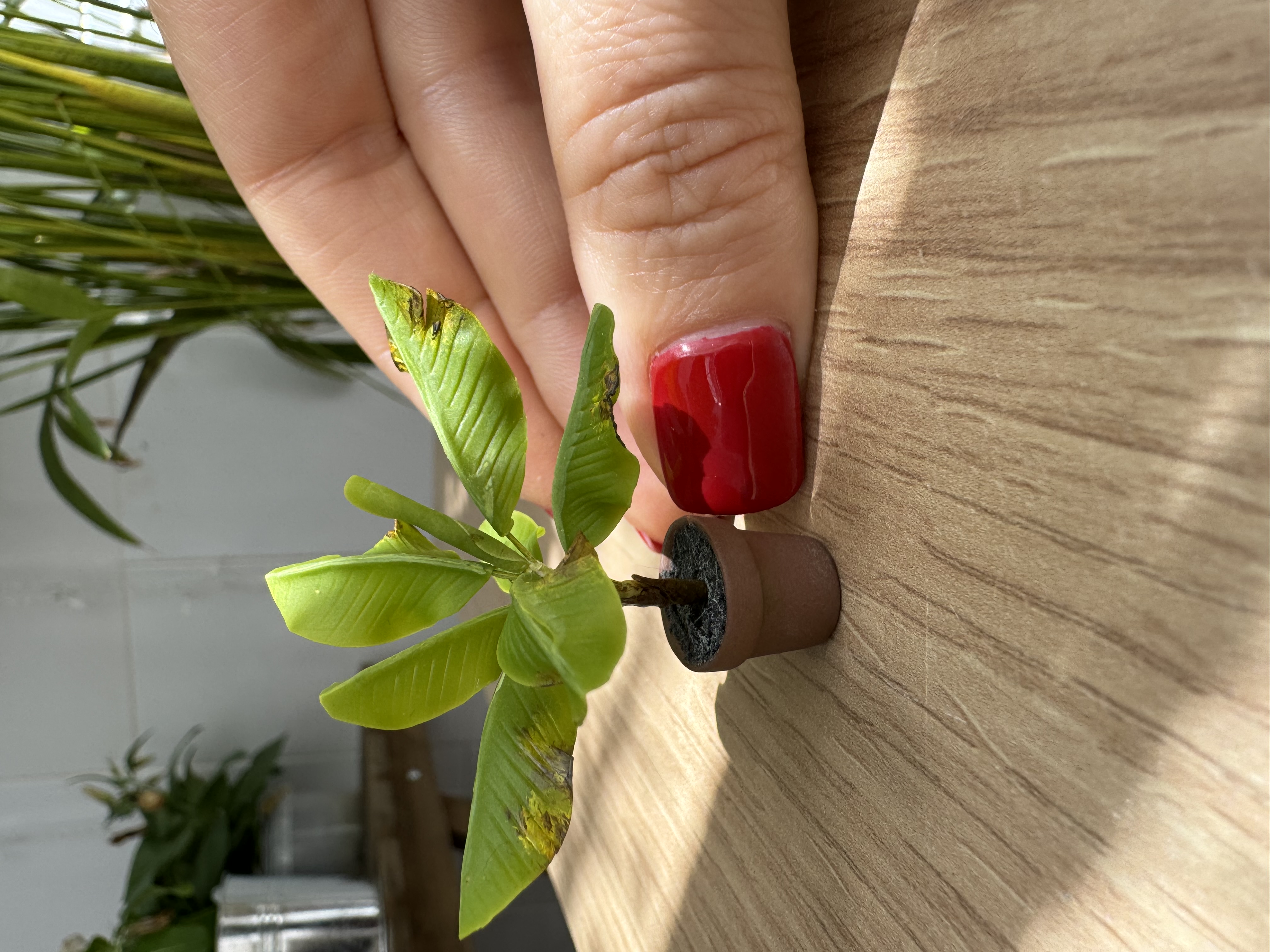 Banana tree in pot, Scale 1/24 - to order