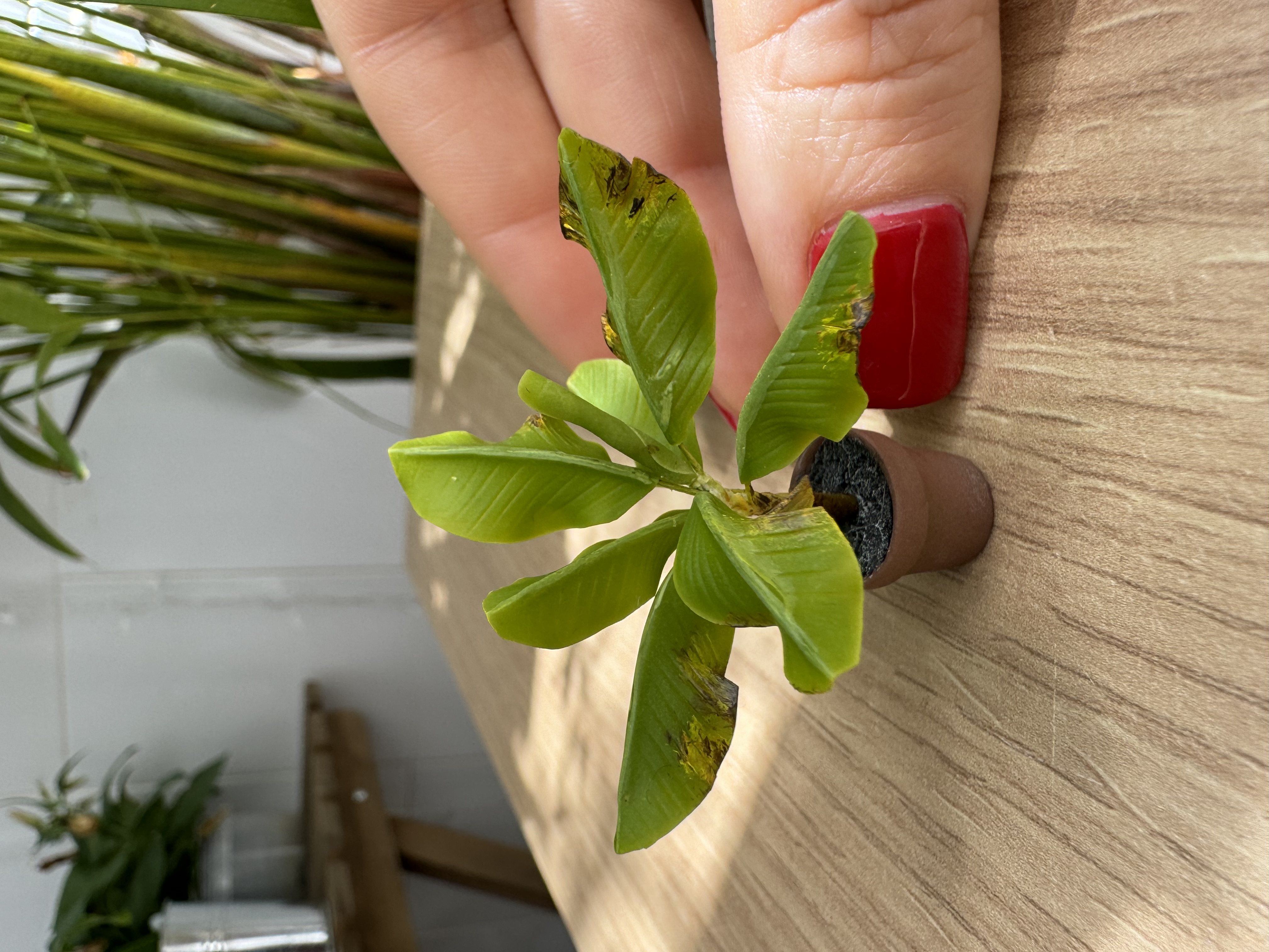 Banana tree in pot, Scale 1/24 - to order