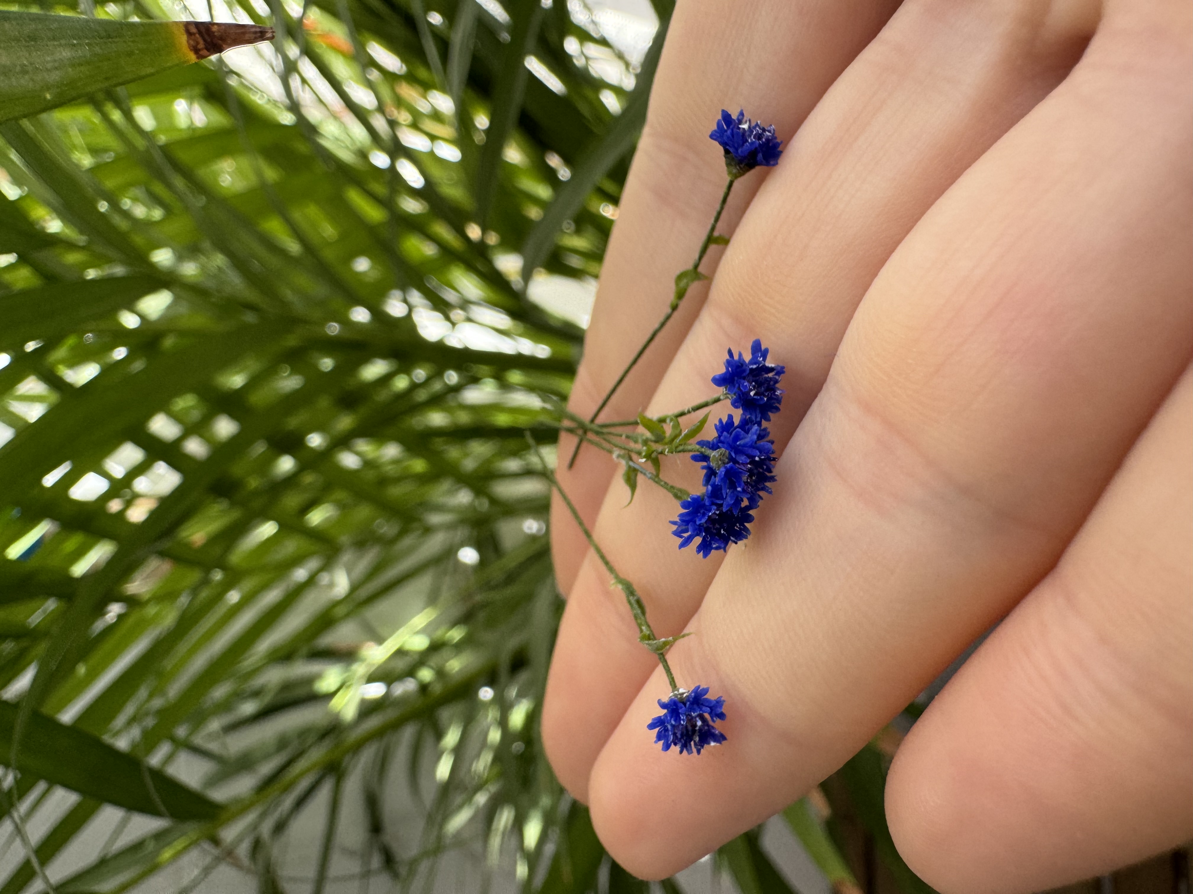Dollhouse  Cornflower, Scale 1/12, TO ORDER