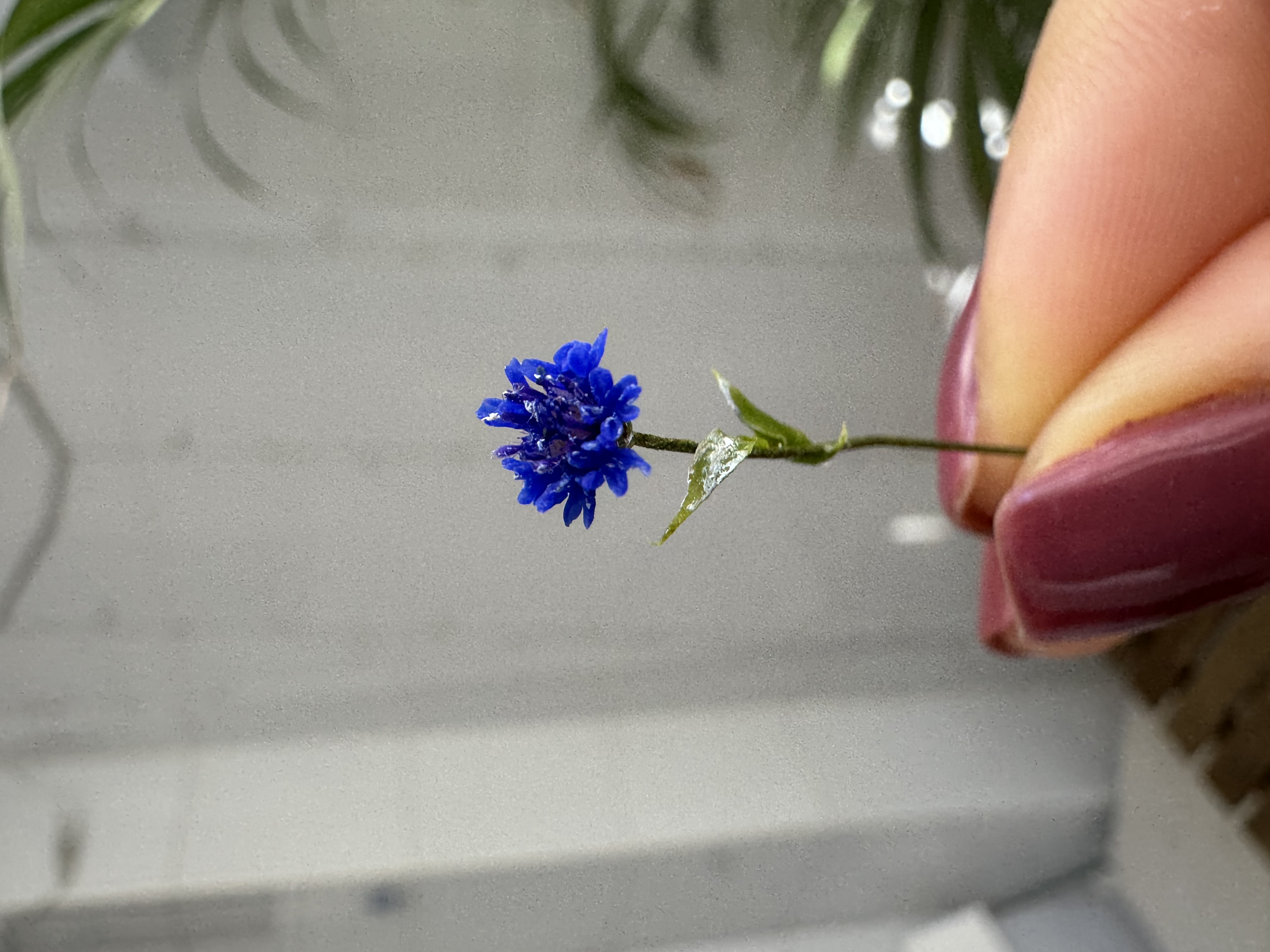 Dollhouse  Cornflower, Scale 1/12, TO ORDER