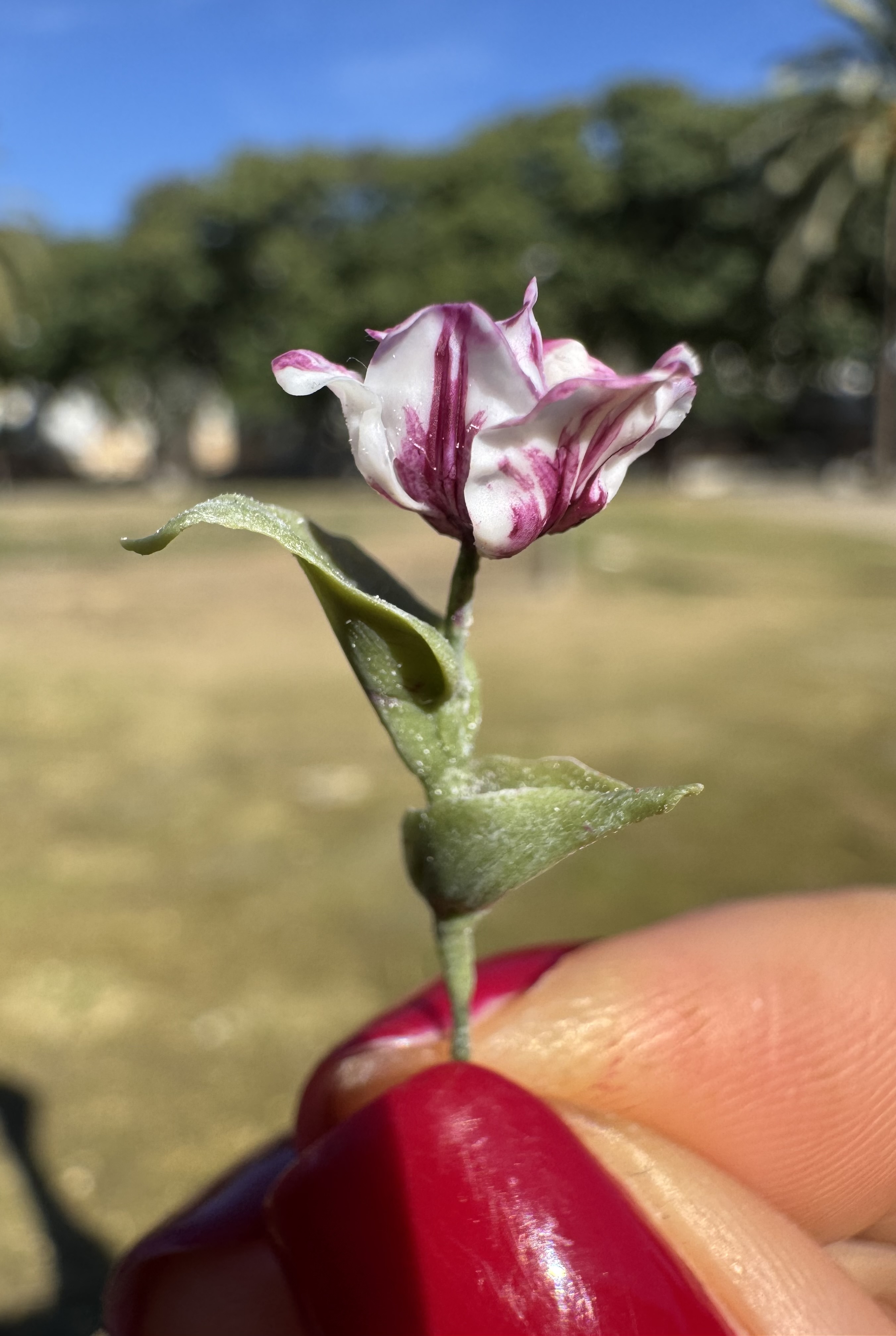 Dollhouse  tulip, Scale 1/12, TO ORDER