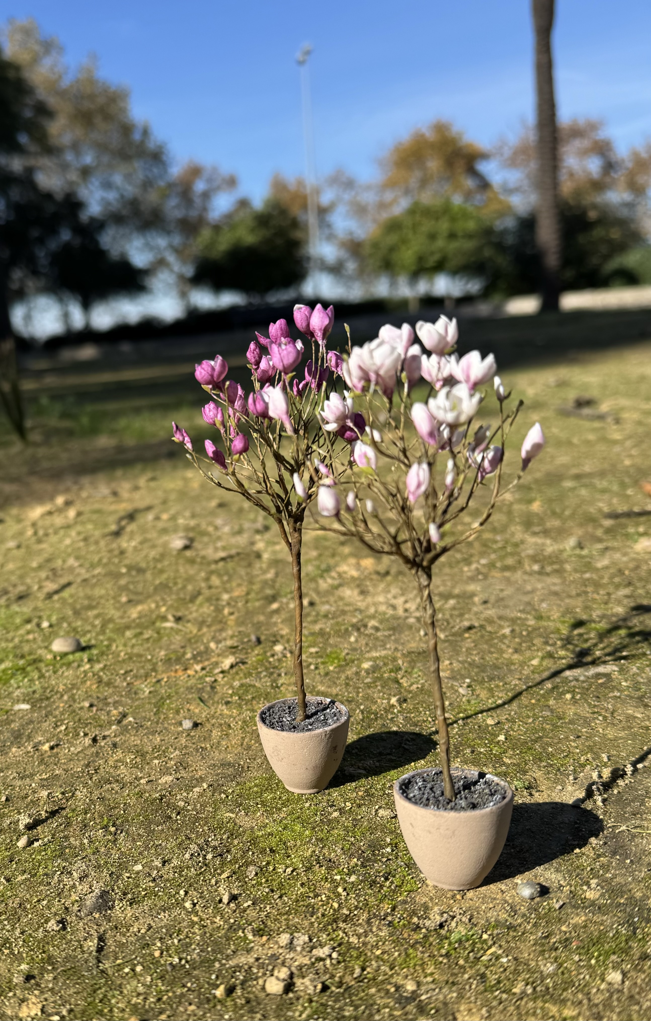 Magnolia tree in pot, Scale 1/12 - TO ORDER