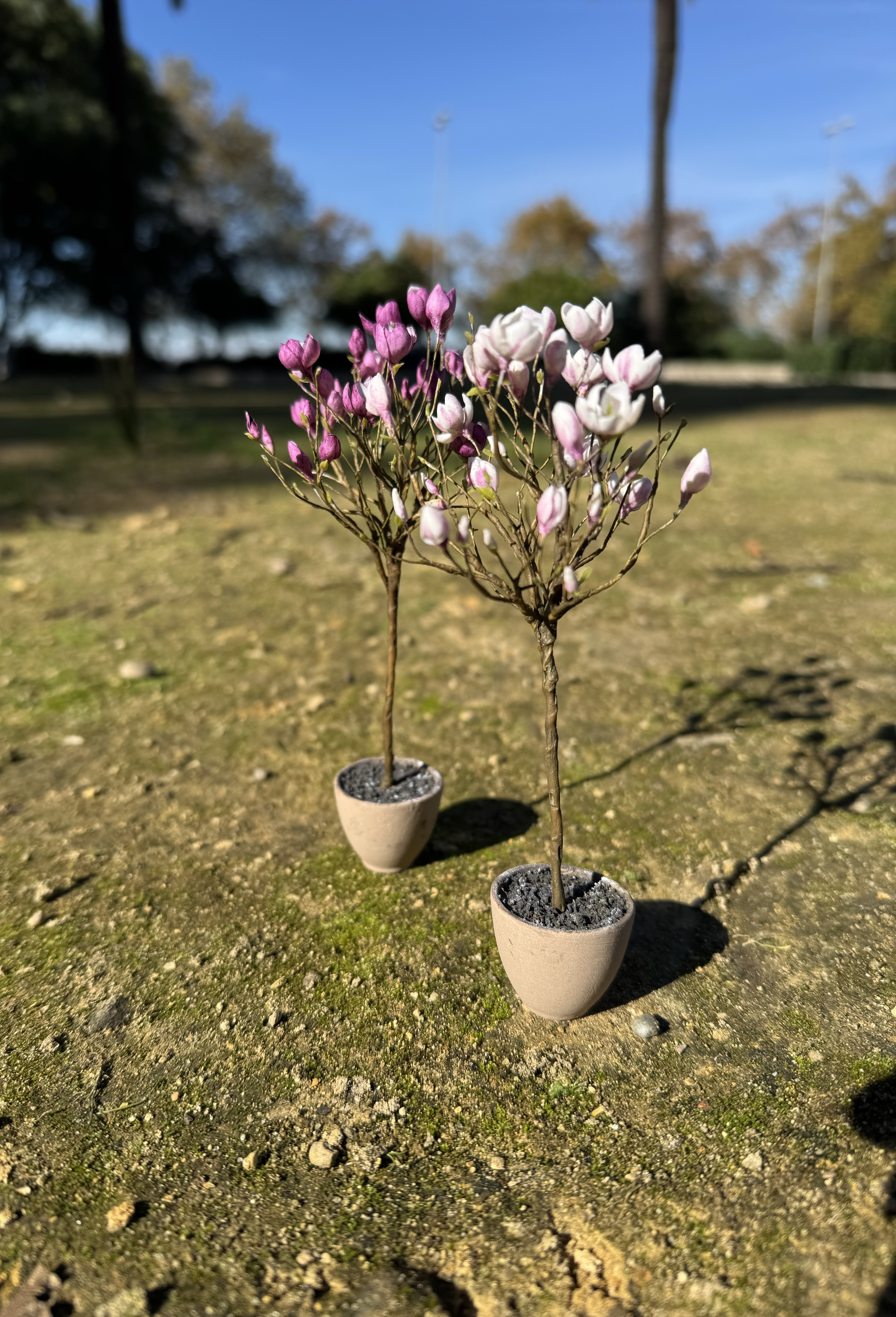 Magnolia tree in pot, Scale 1/12 - TO ORDER