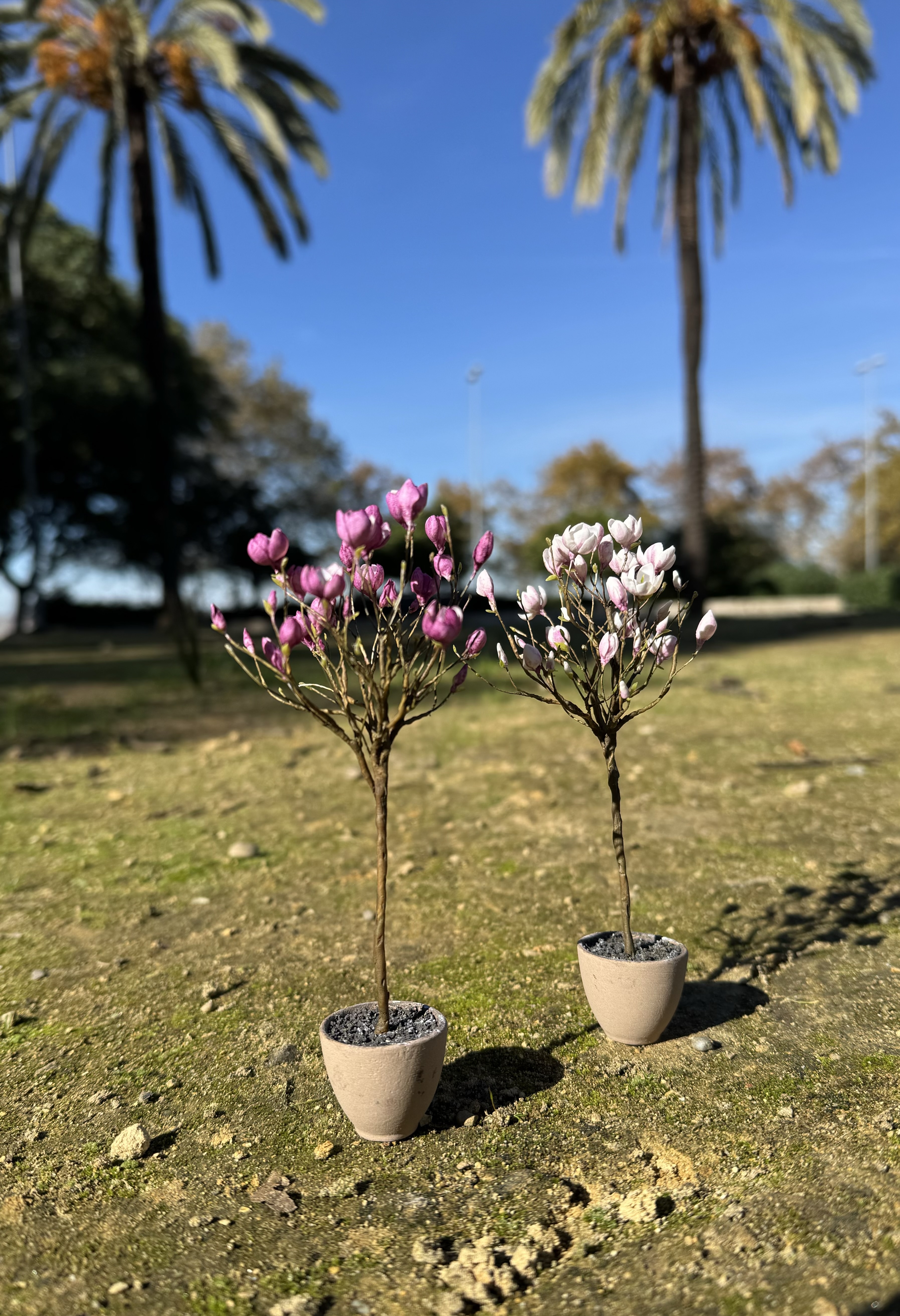 Magnolia tree in pot, Scale 1/12 - TO ORDER