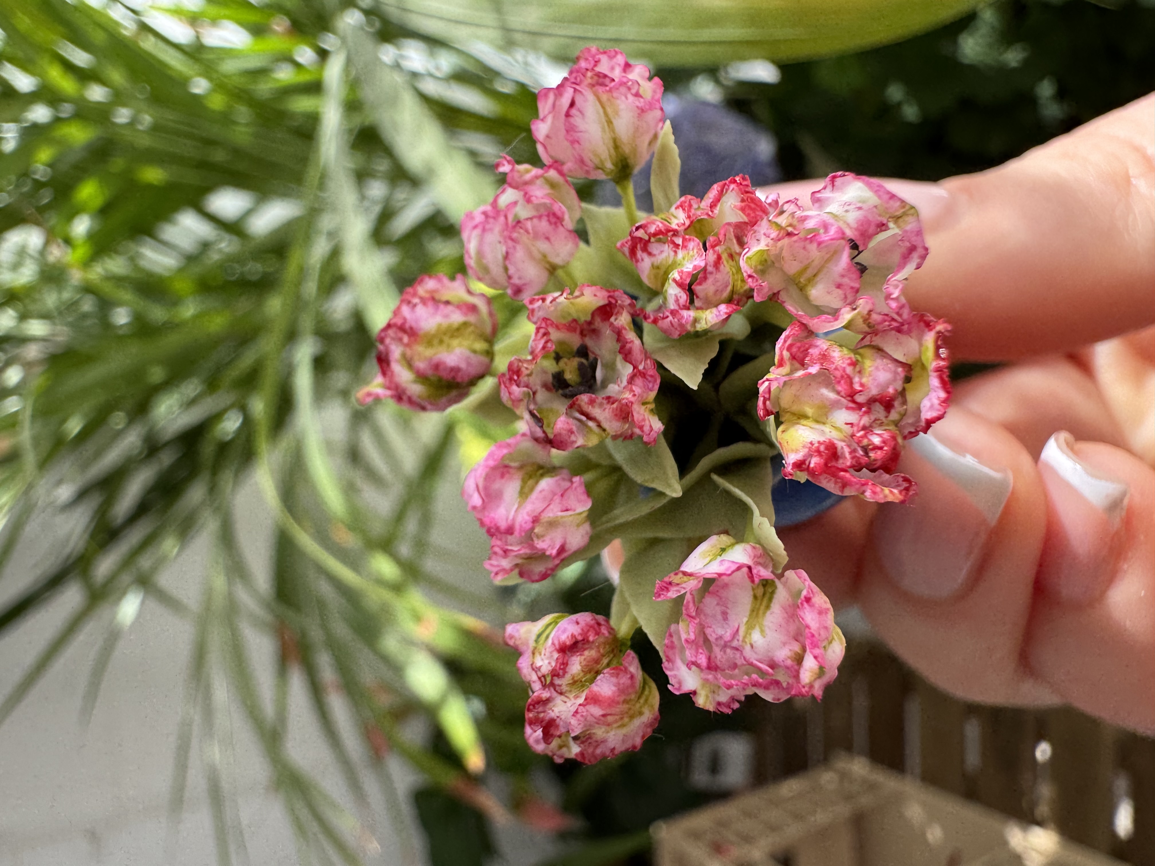 Dollhouse Parrot Tulip, Scale 1/12 - Made to order