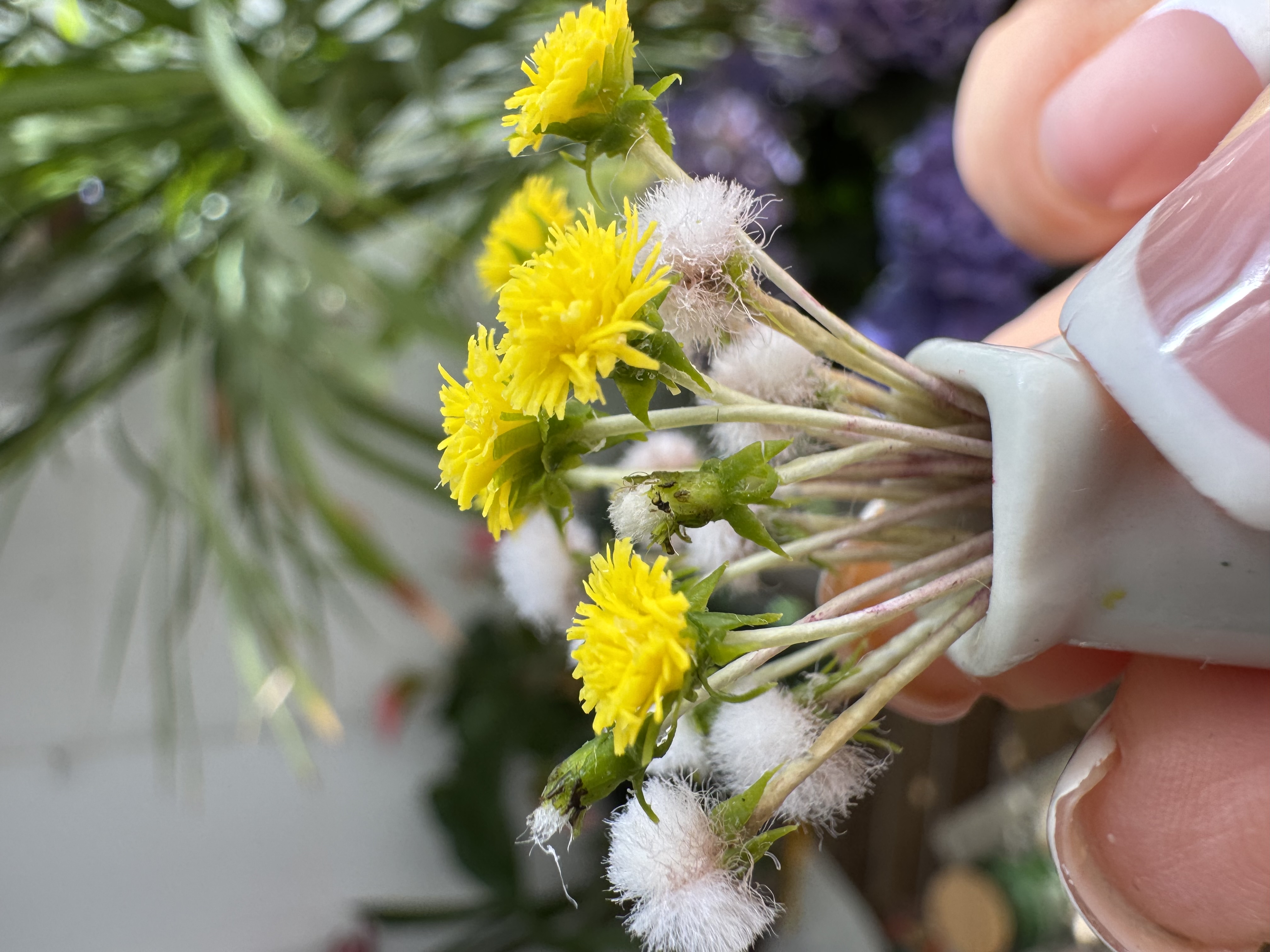 Dollhouse  Dandelion, Scale 1/12, TO ORDER