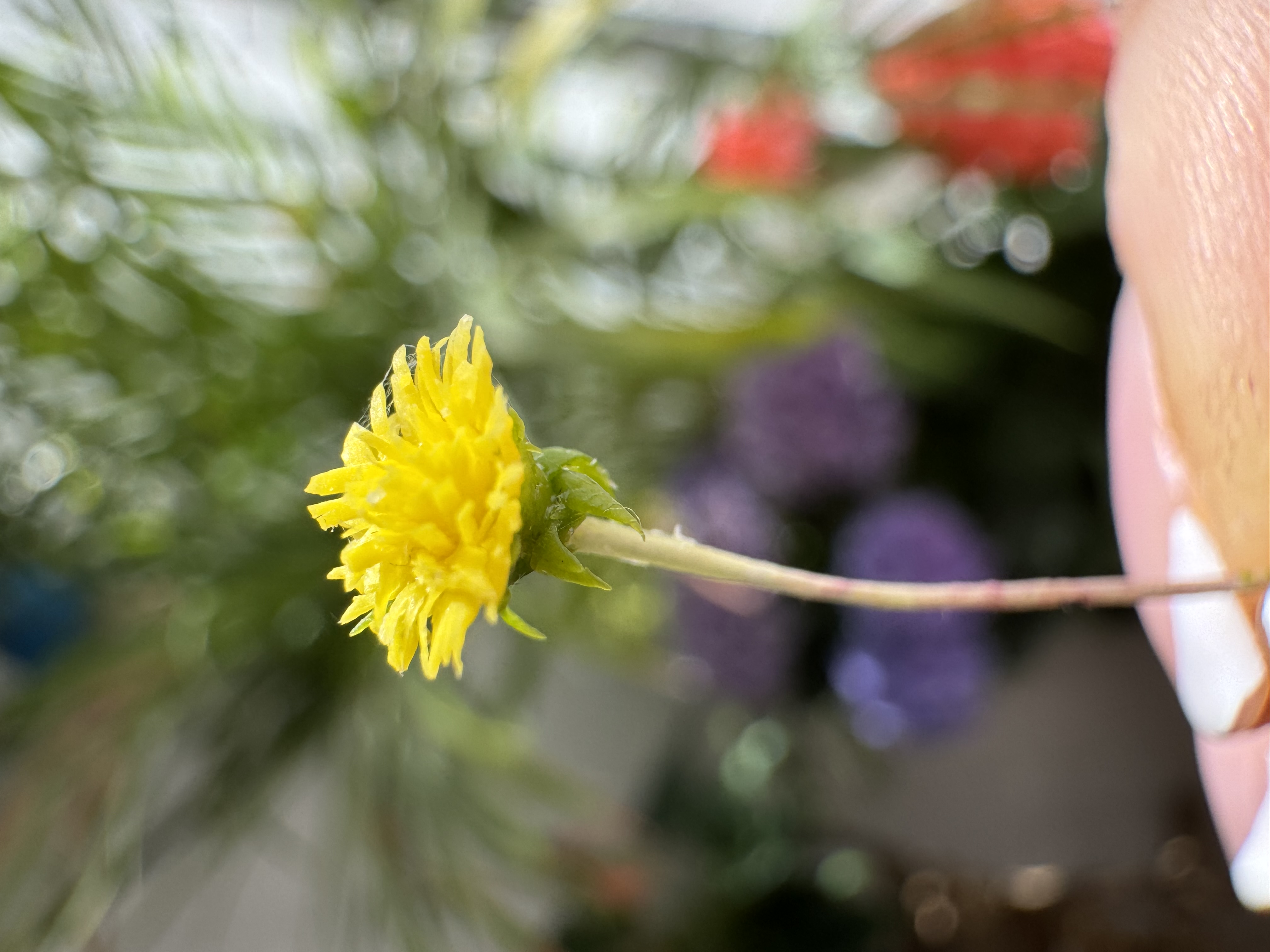 Dollhouse  Dandelion, Scale 1/12, TO ORDER