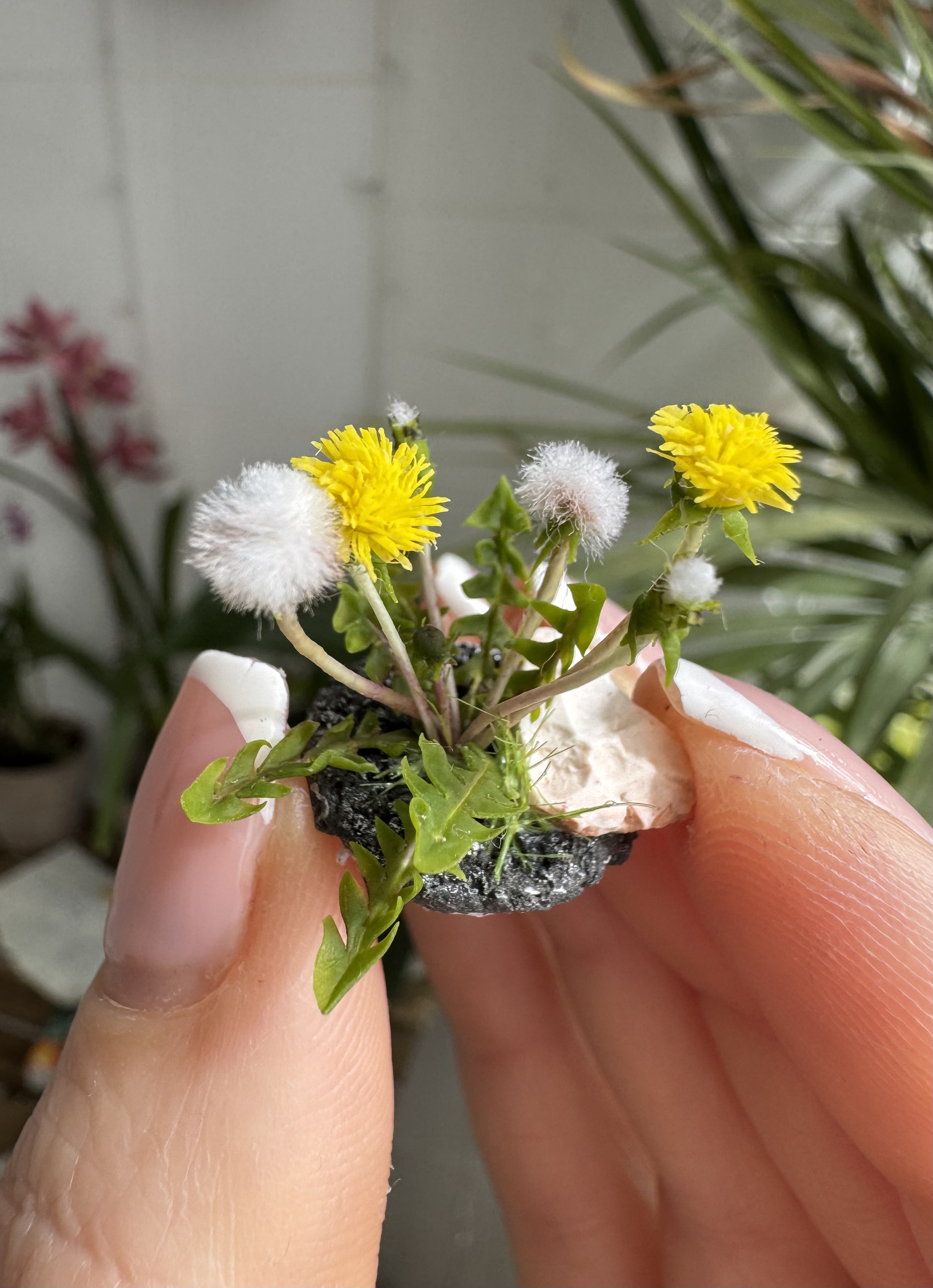 Dandelions for garden, Made to order