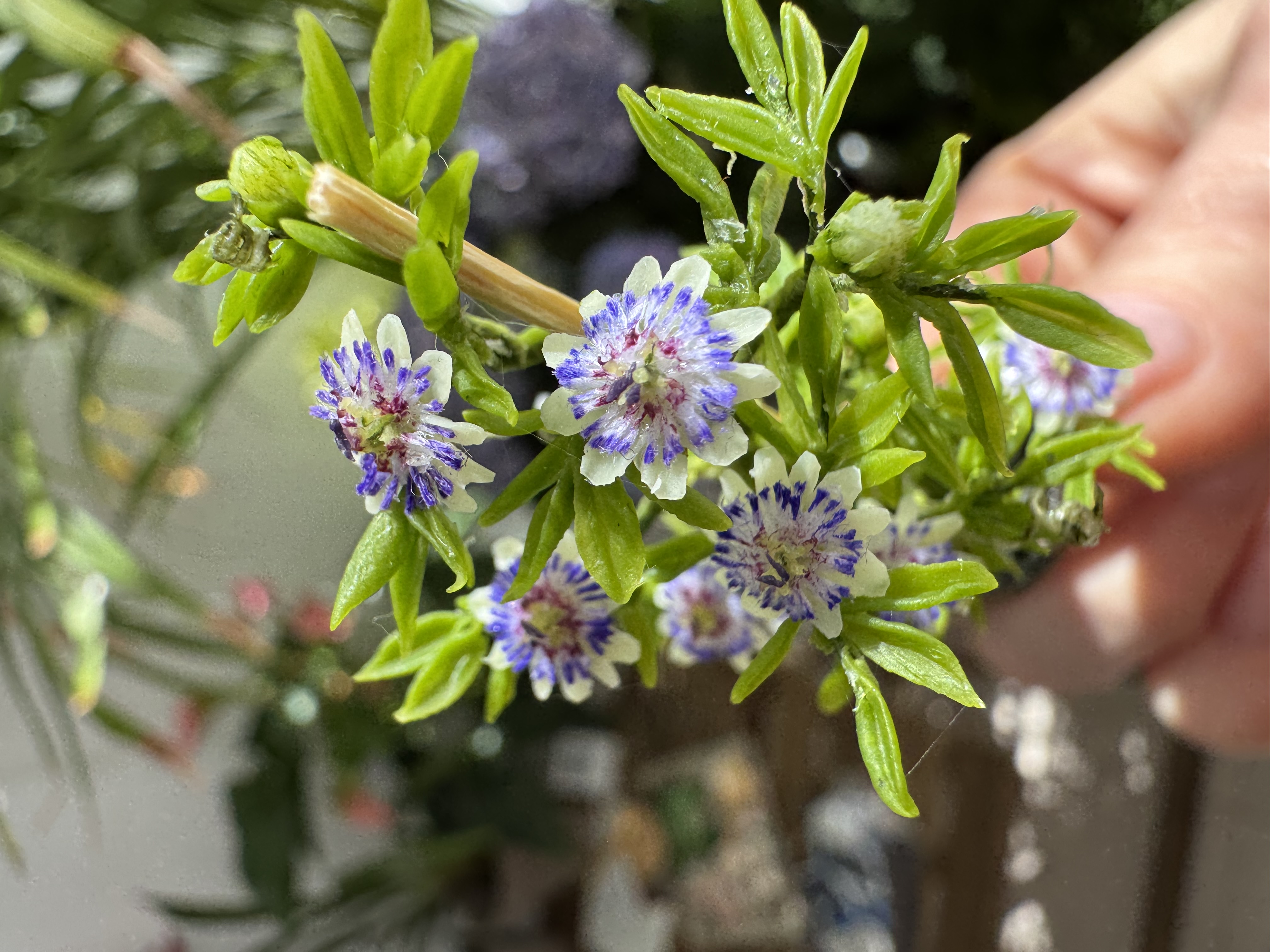 Passion fruit plant in pot, Scale 1/12 - TO ORDER