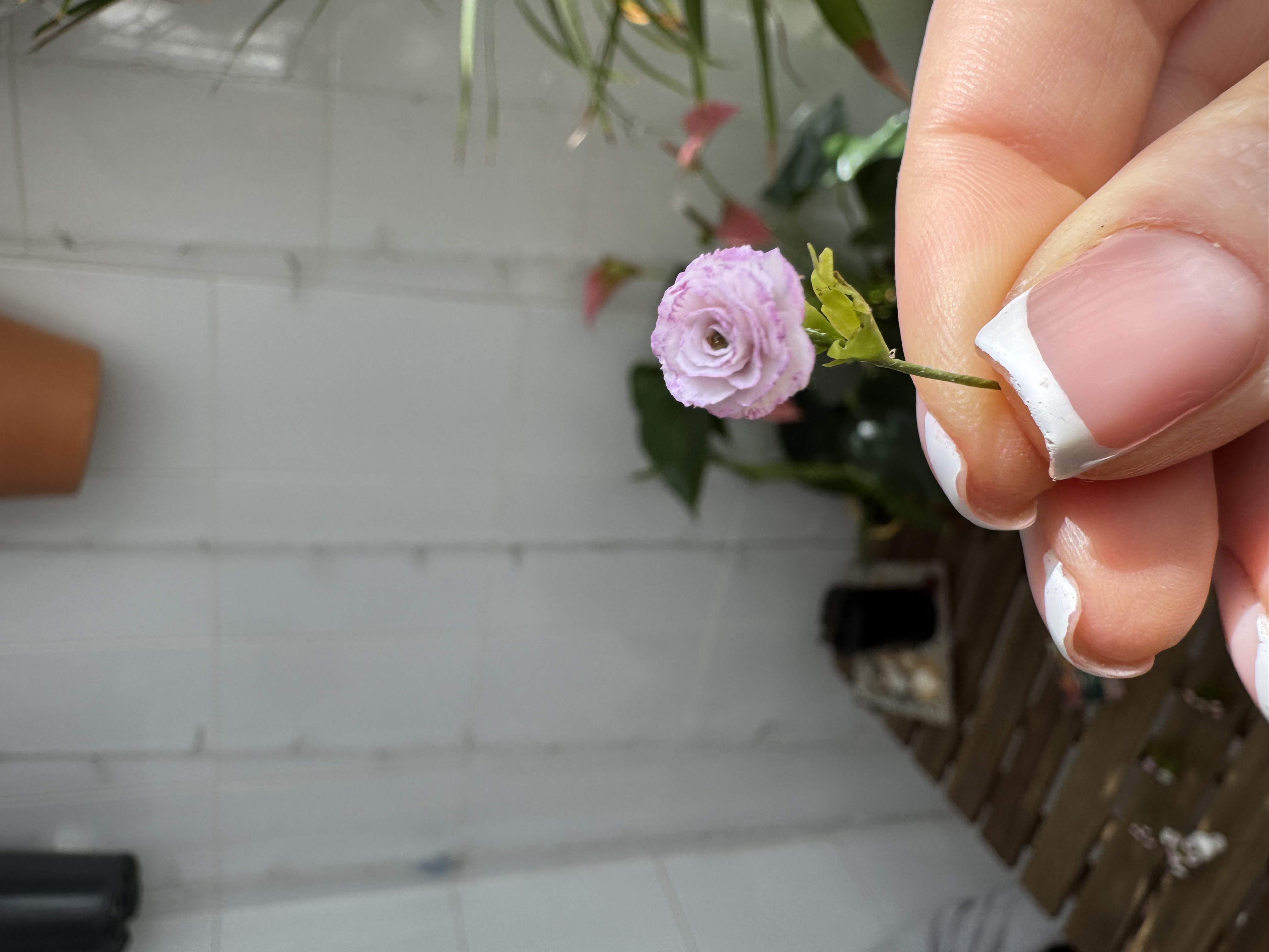 Dollhouse  ranunculus, Scale 1/12, TO ORDER