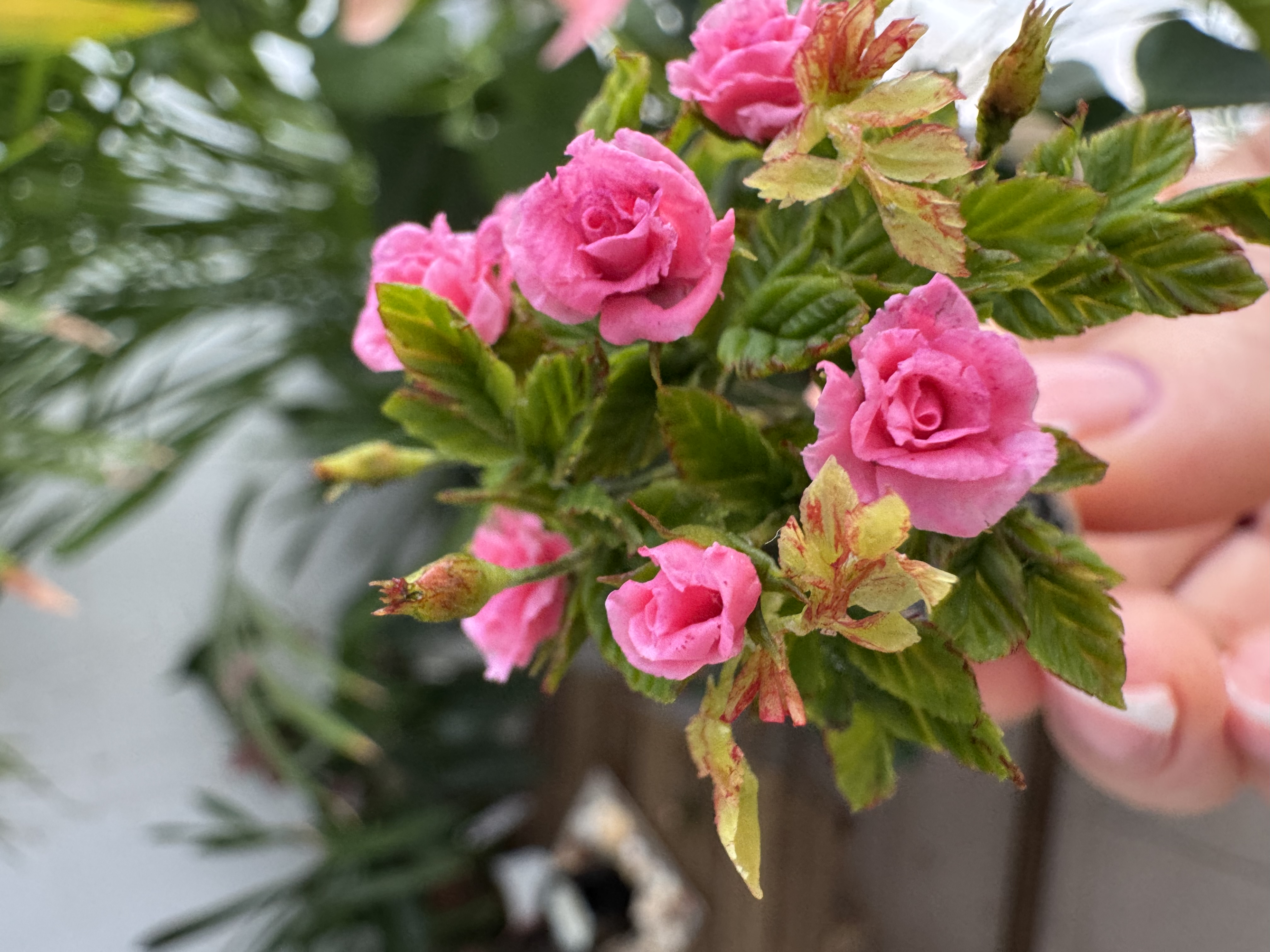 Dollhouse Roses tree, Scale 1/12 - TO ORDER