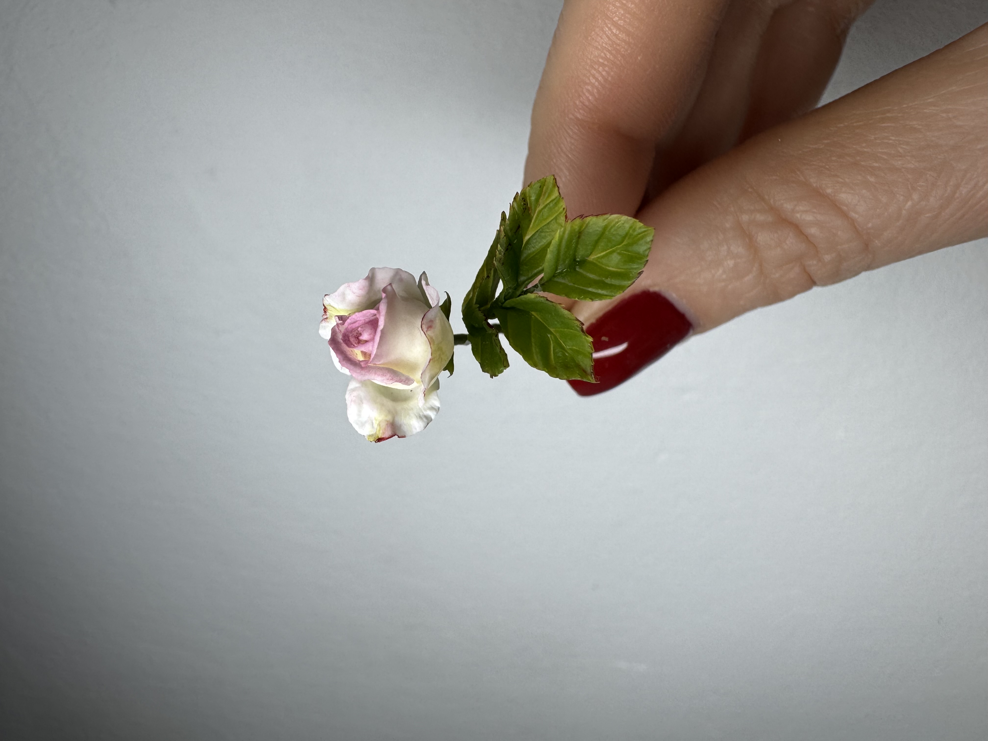 Miniature rose, Scale 1/6 - TO ORDER