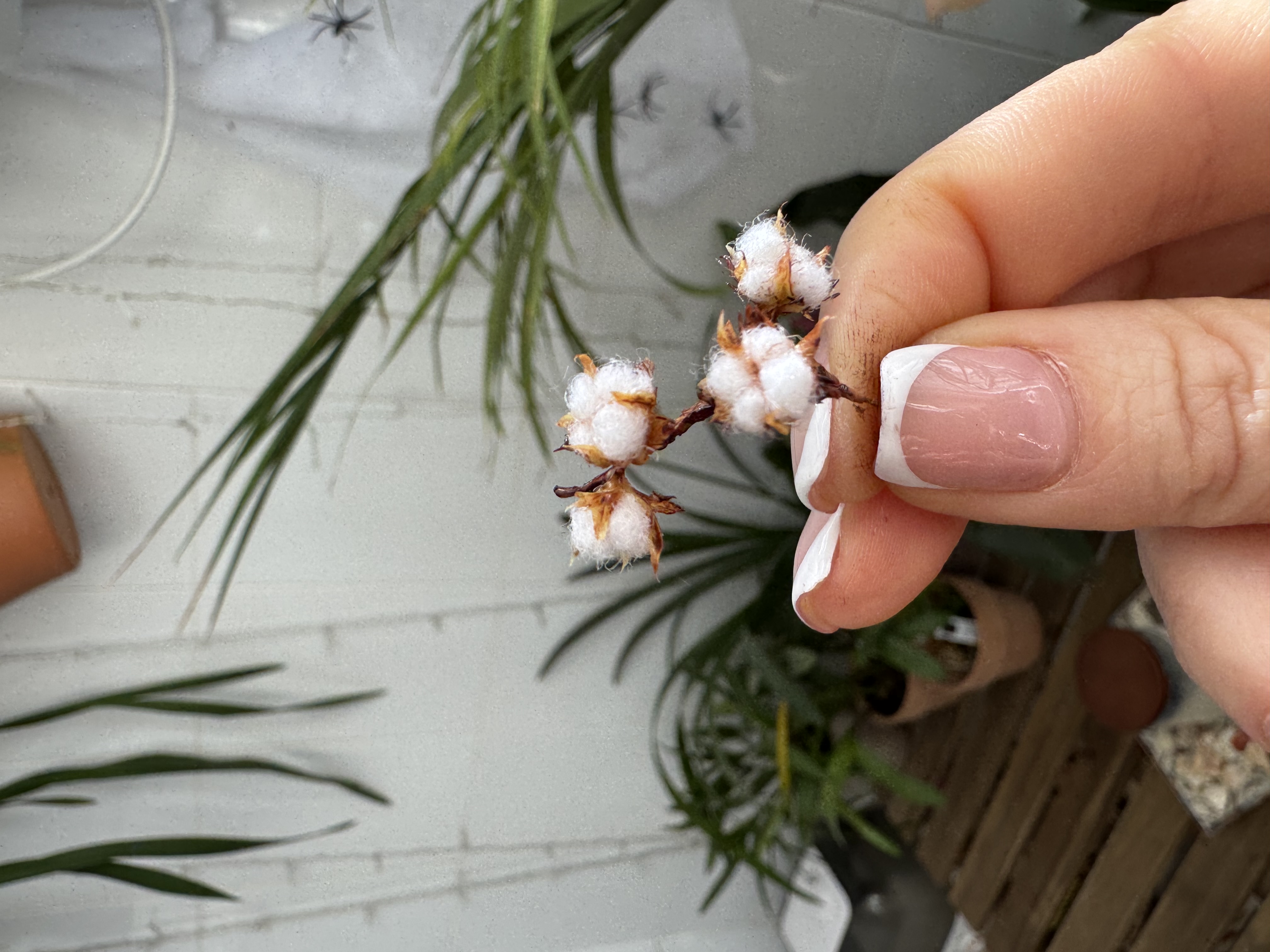 Dollhouse cotton branch, Scale 1/12 - TO ORDER