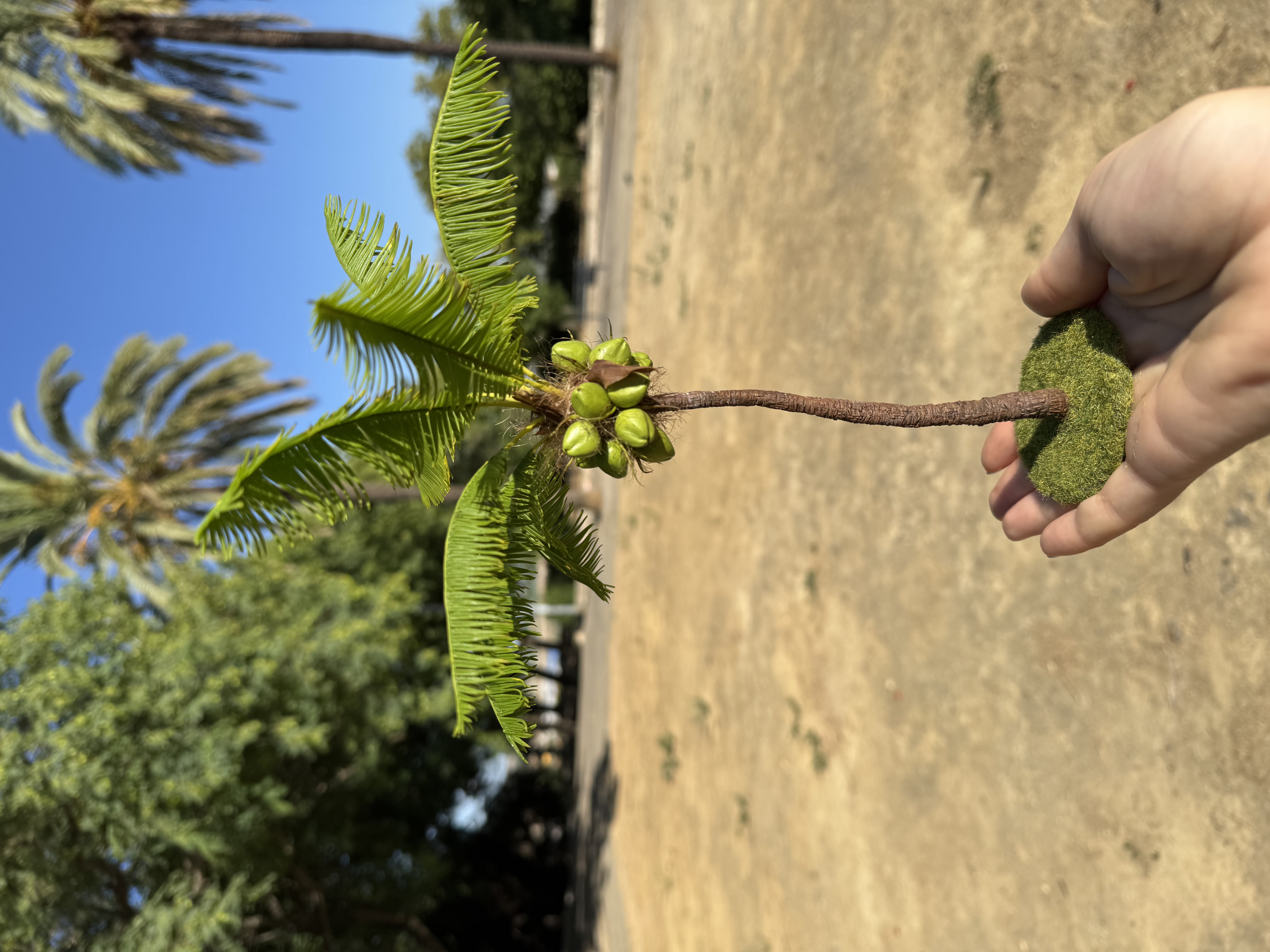 Coconut tree, Scale 1/12 - TO ORDER