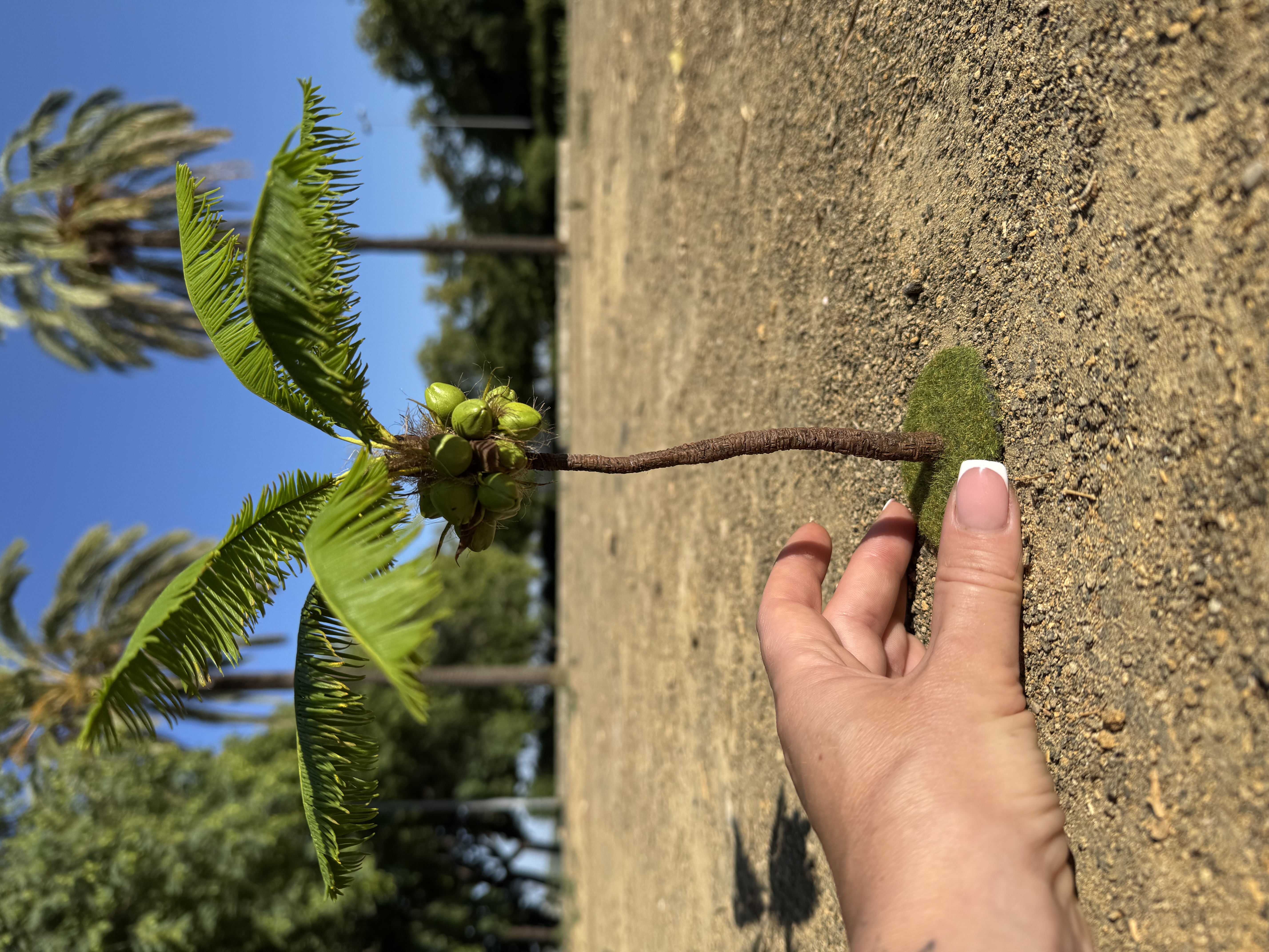 Coconut tree, Scale 1/12 - TO ORDER